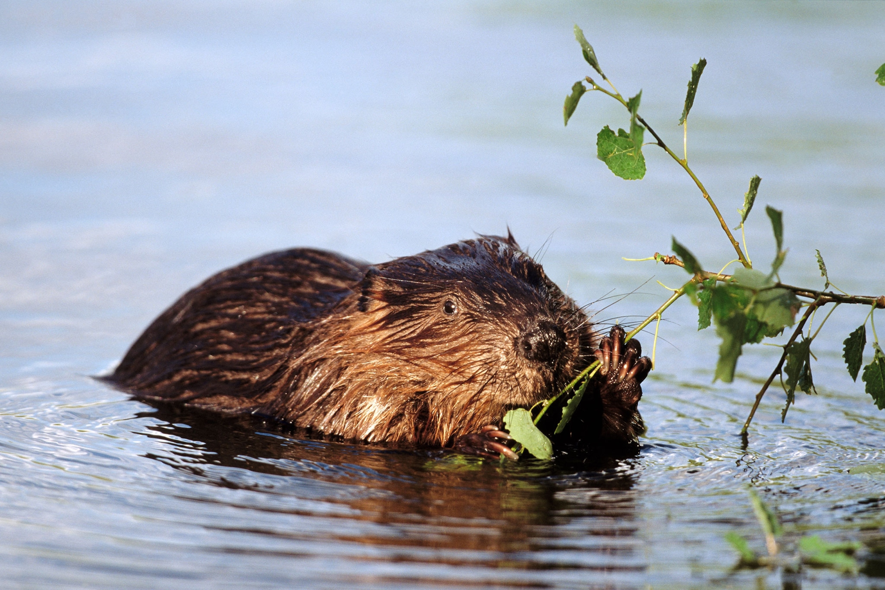 a European beaver