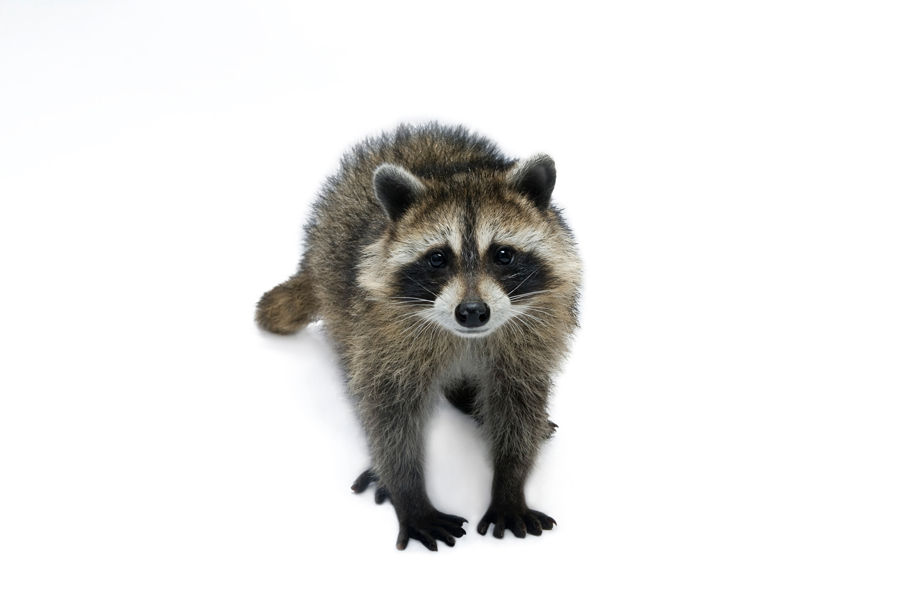a common raccoon