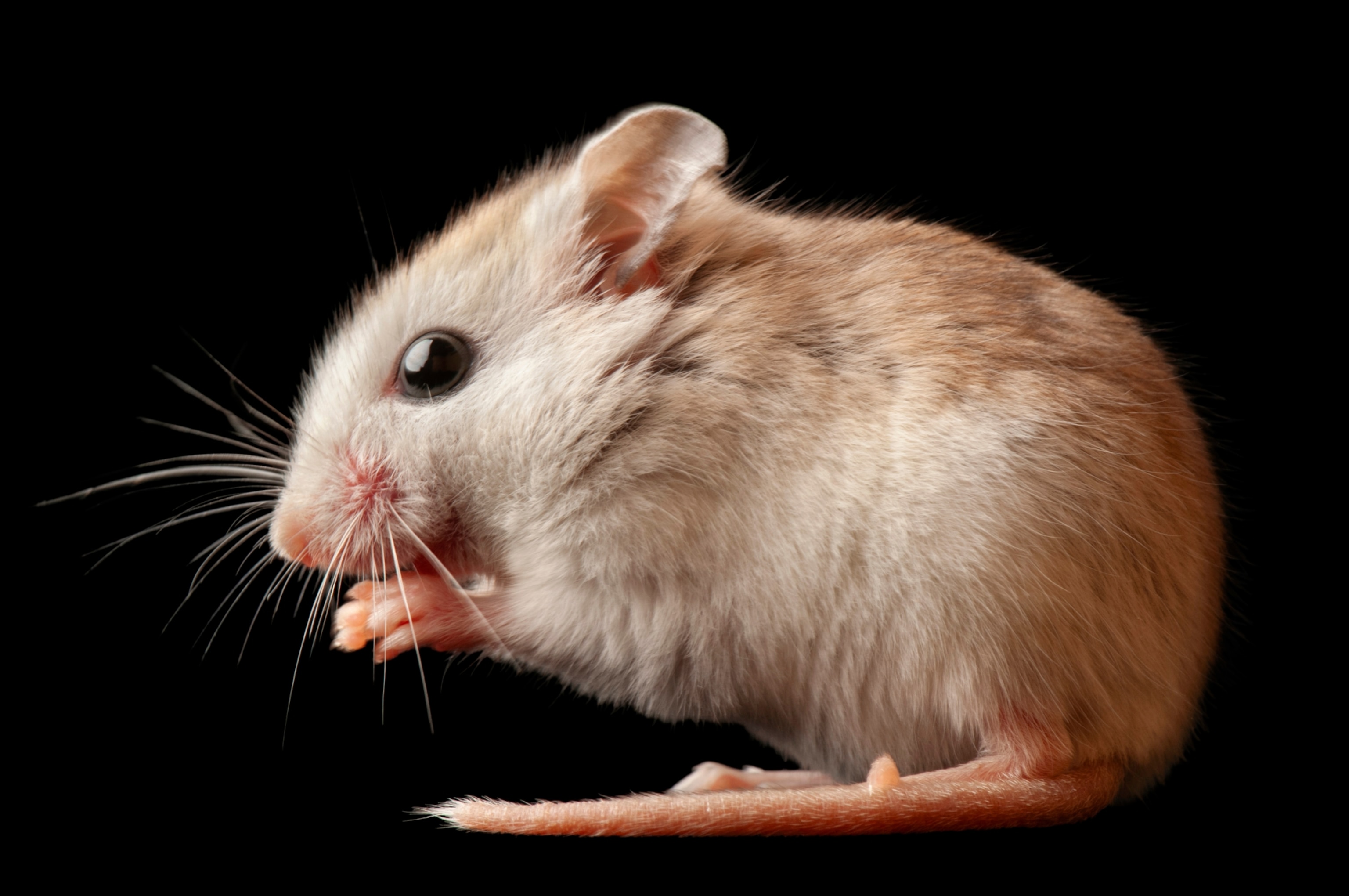 The St. Andrew beach mouse