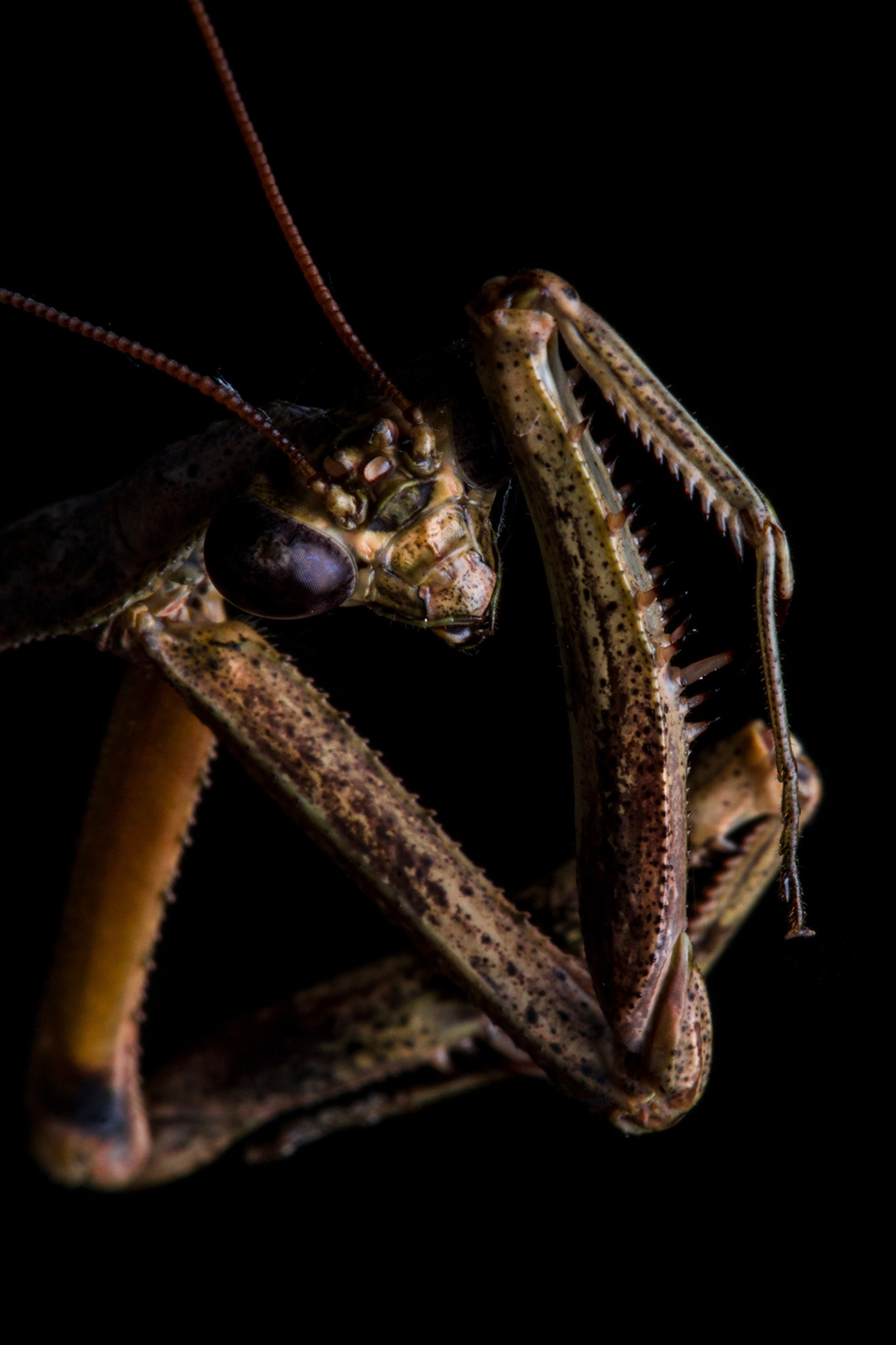 a praying mantis