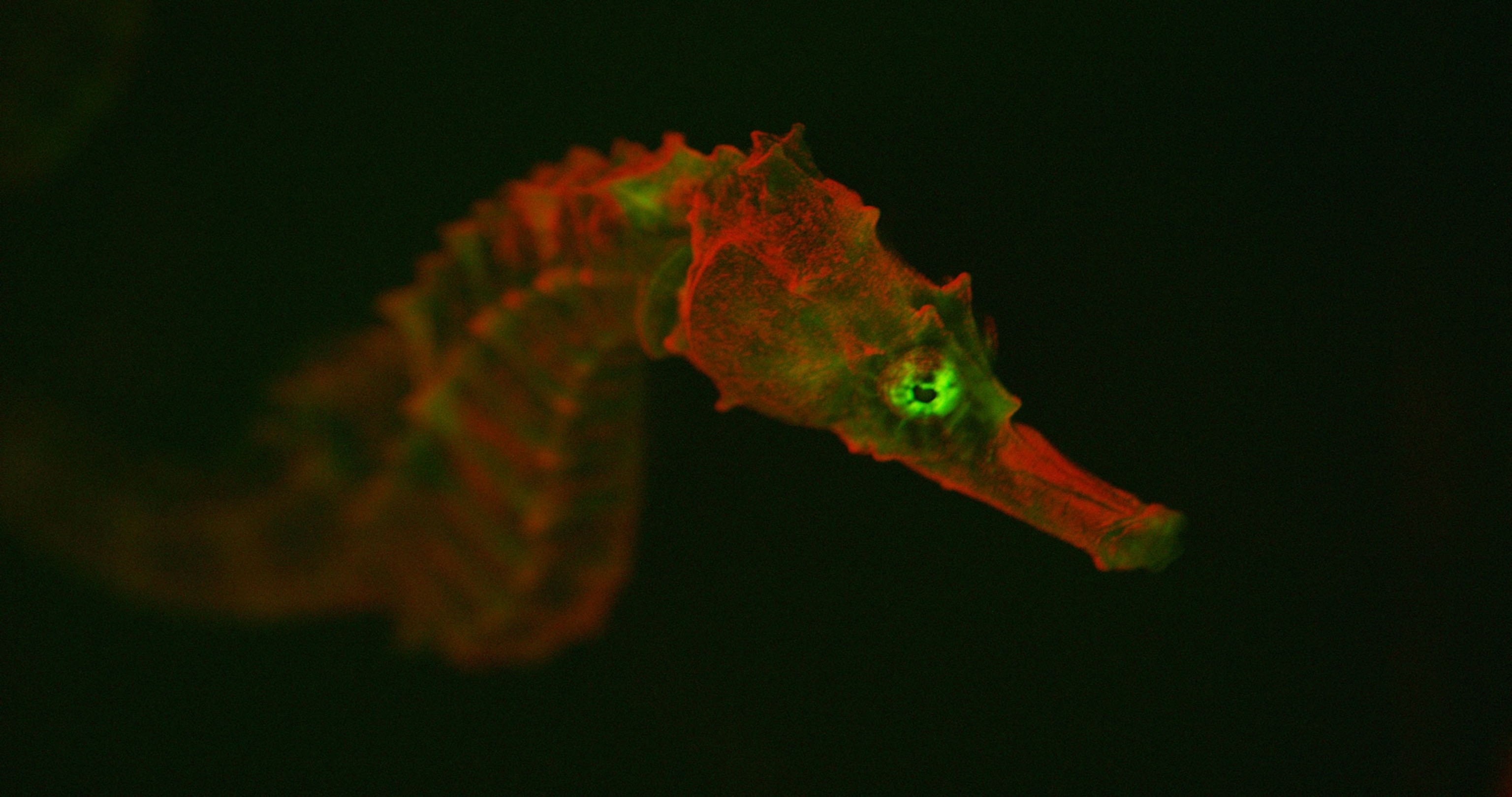 seahorse