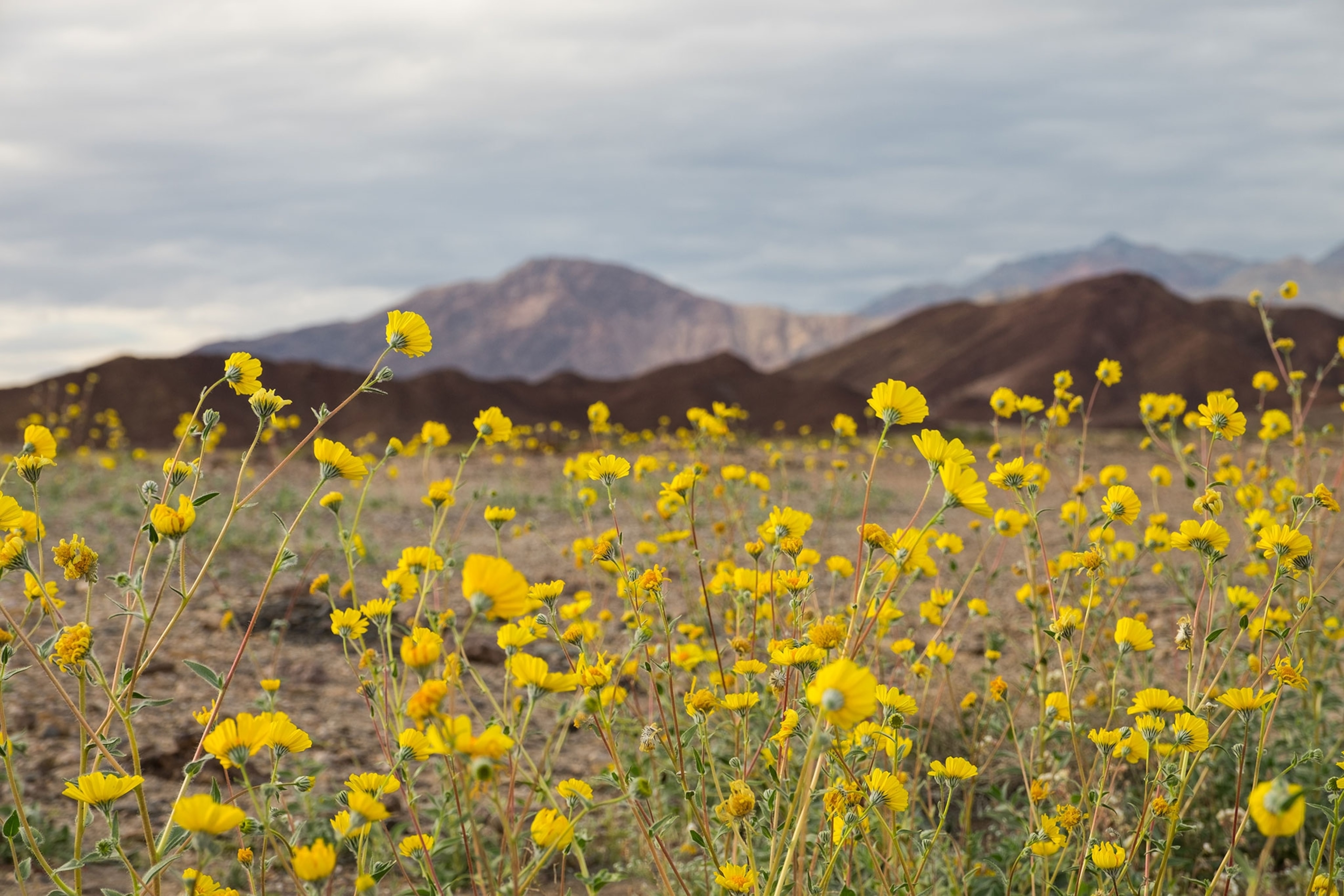wildflowers