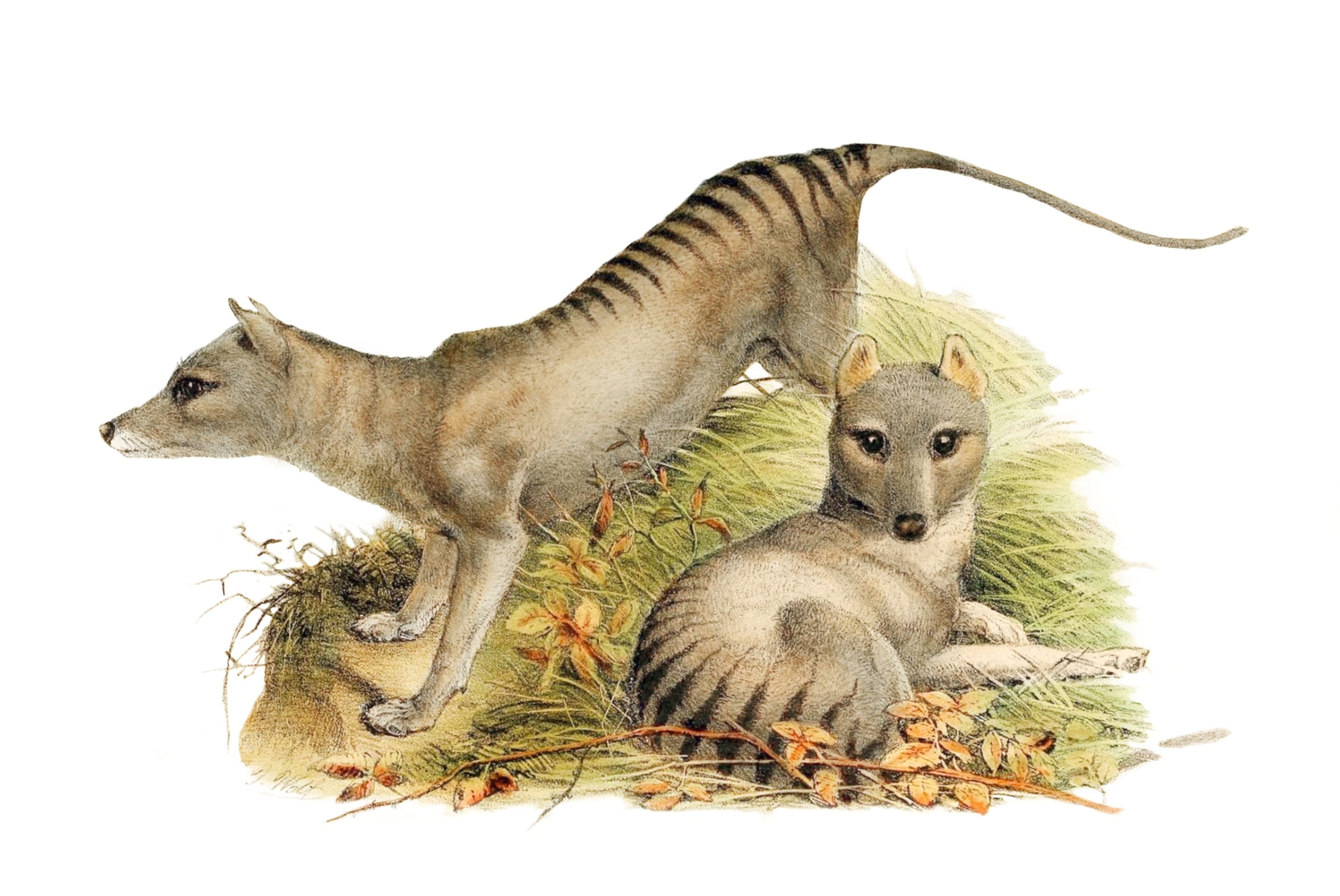 Colorful picture of two animals in natural habitat.