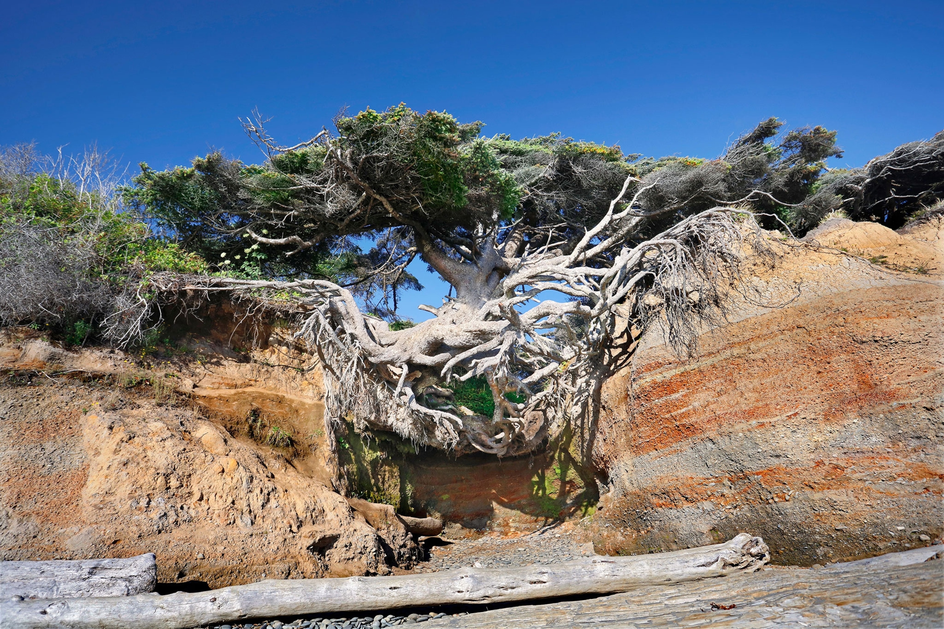 a tree in Washington