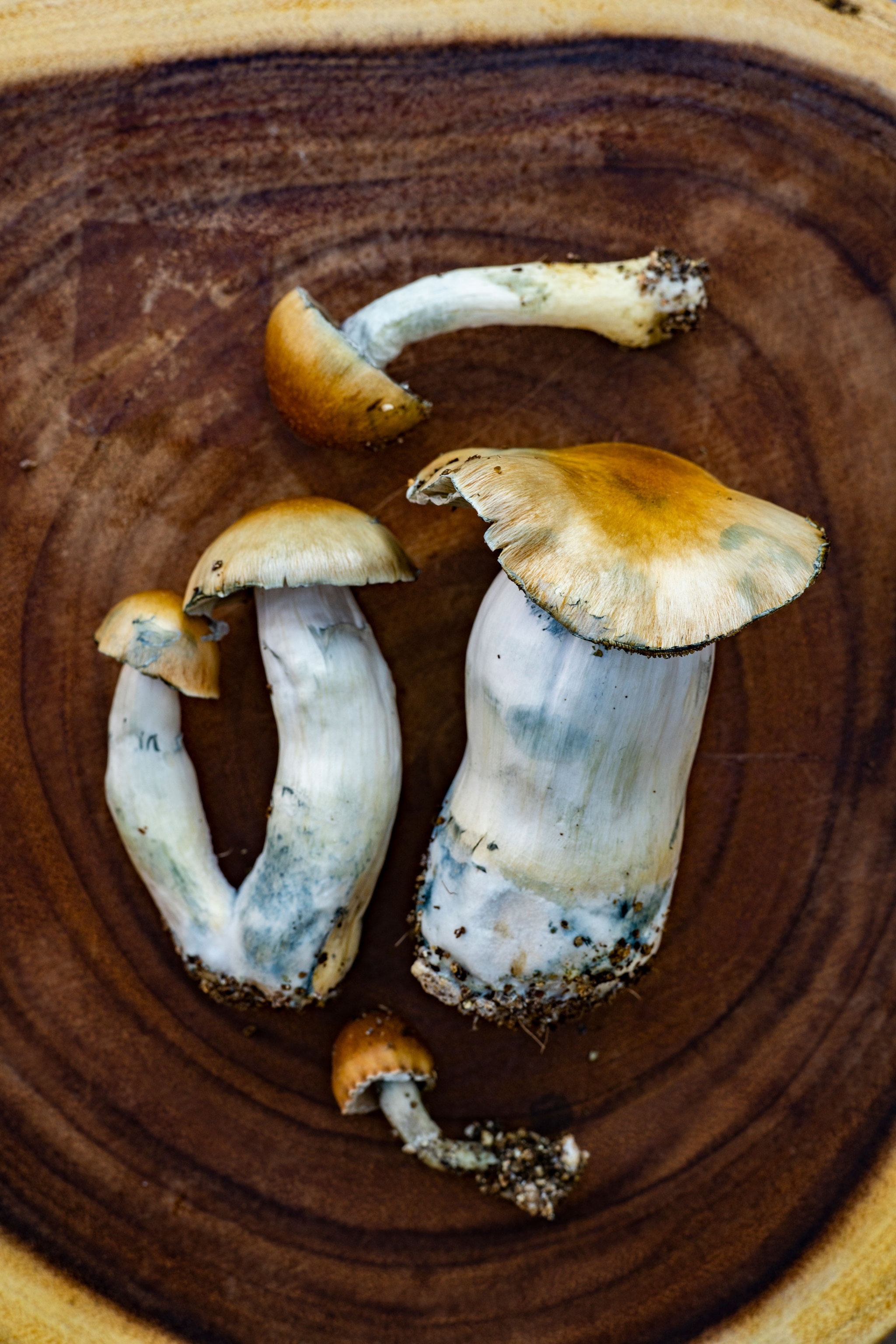 Psychedelic mushrooms grown in the Hollywood Hills of Los Angeles.