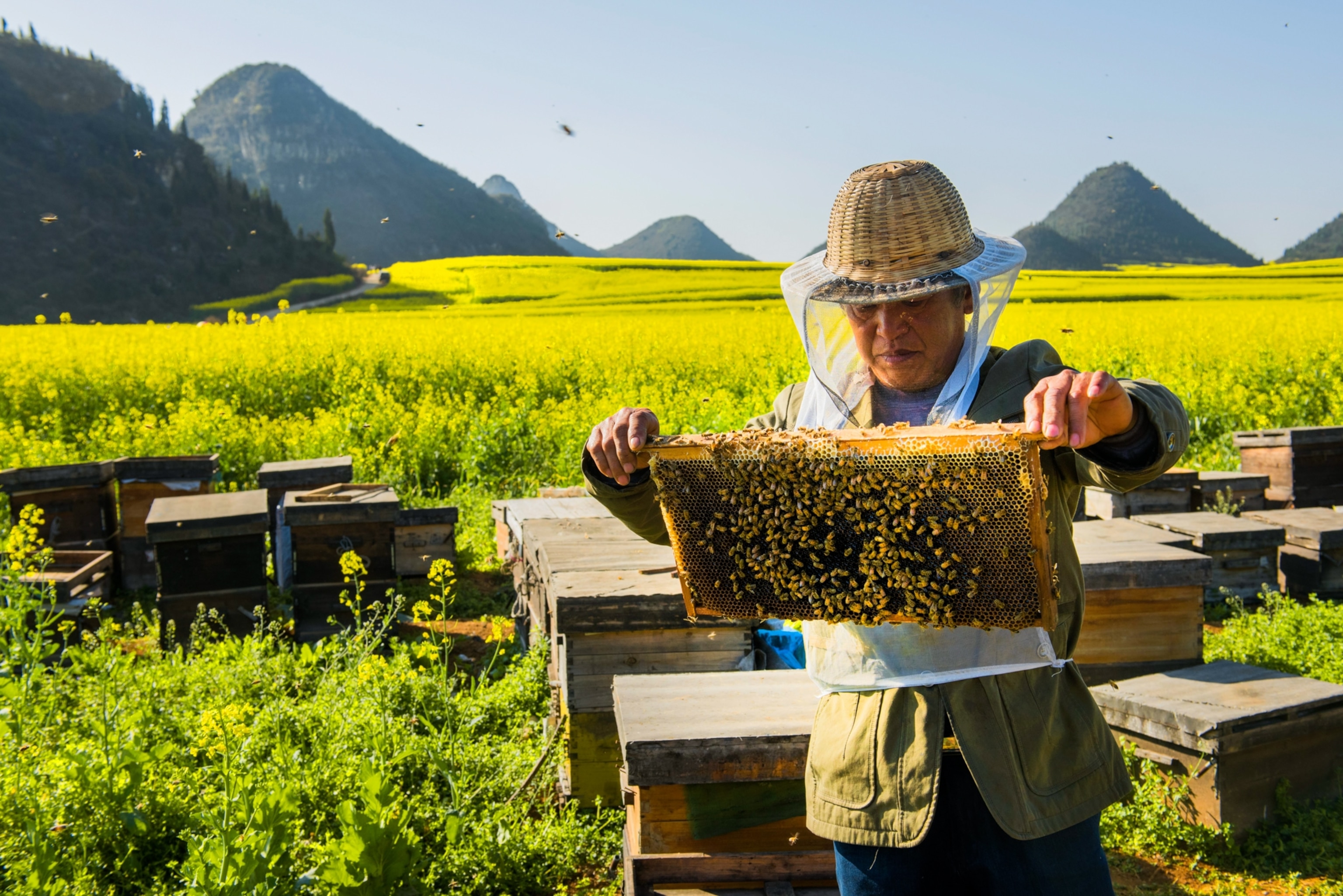 A beekeeper holding out a frame of honeycomb, behind him the fields are full of yellow flowers.