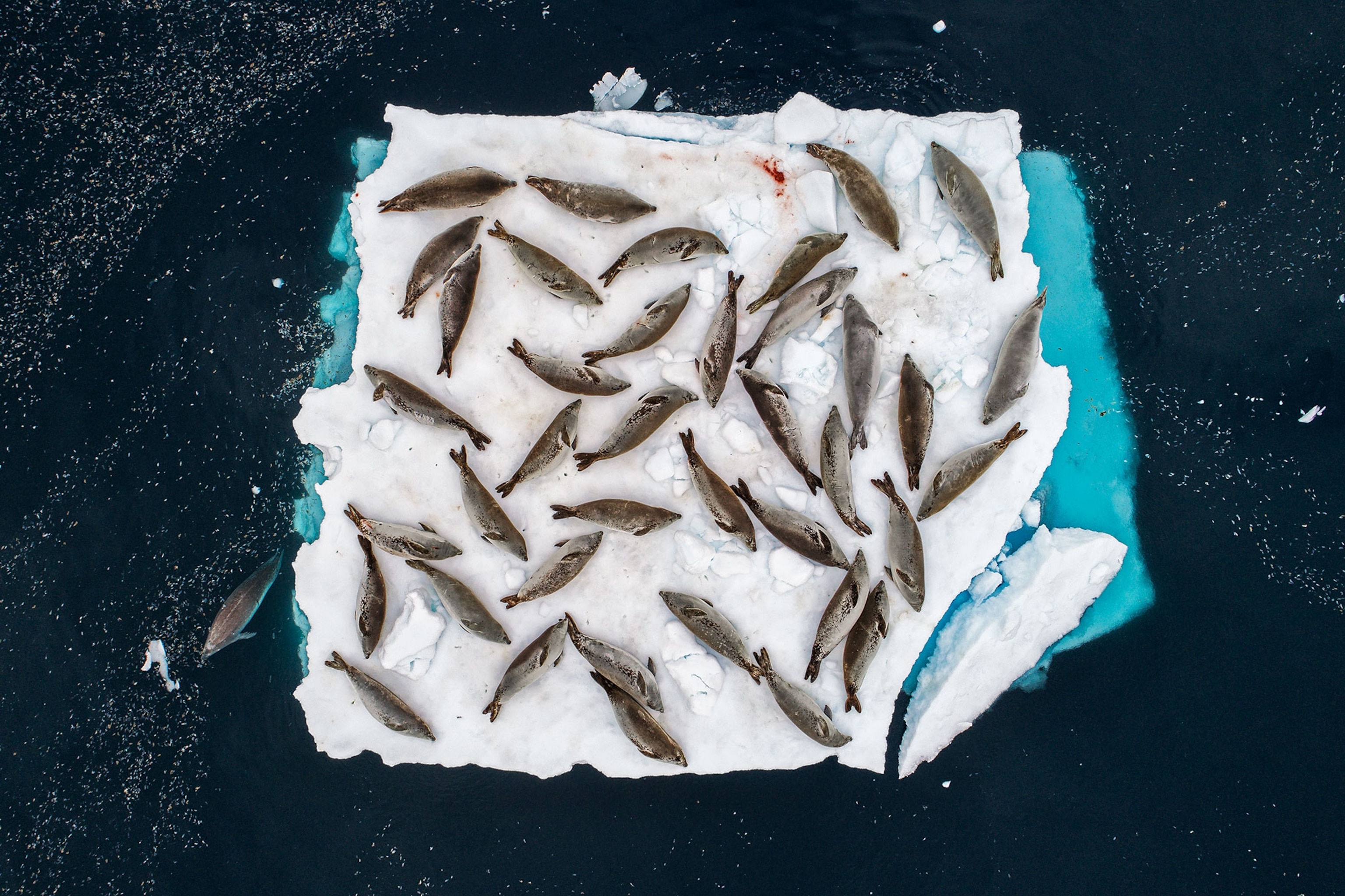 seals resting on ice