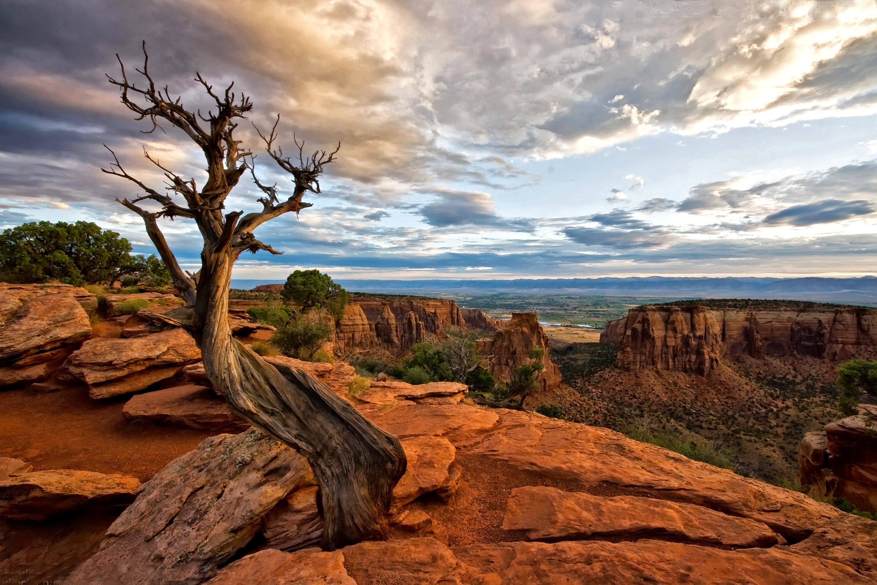 A crooked old tree stands alone at the Colorado National Monument in Grand Junction Colorado. This is a morning sunrise shot at the national park.