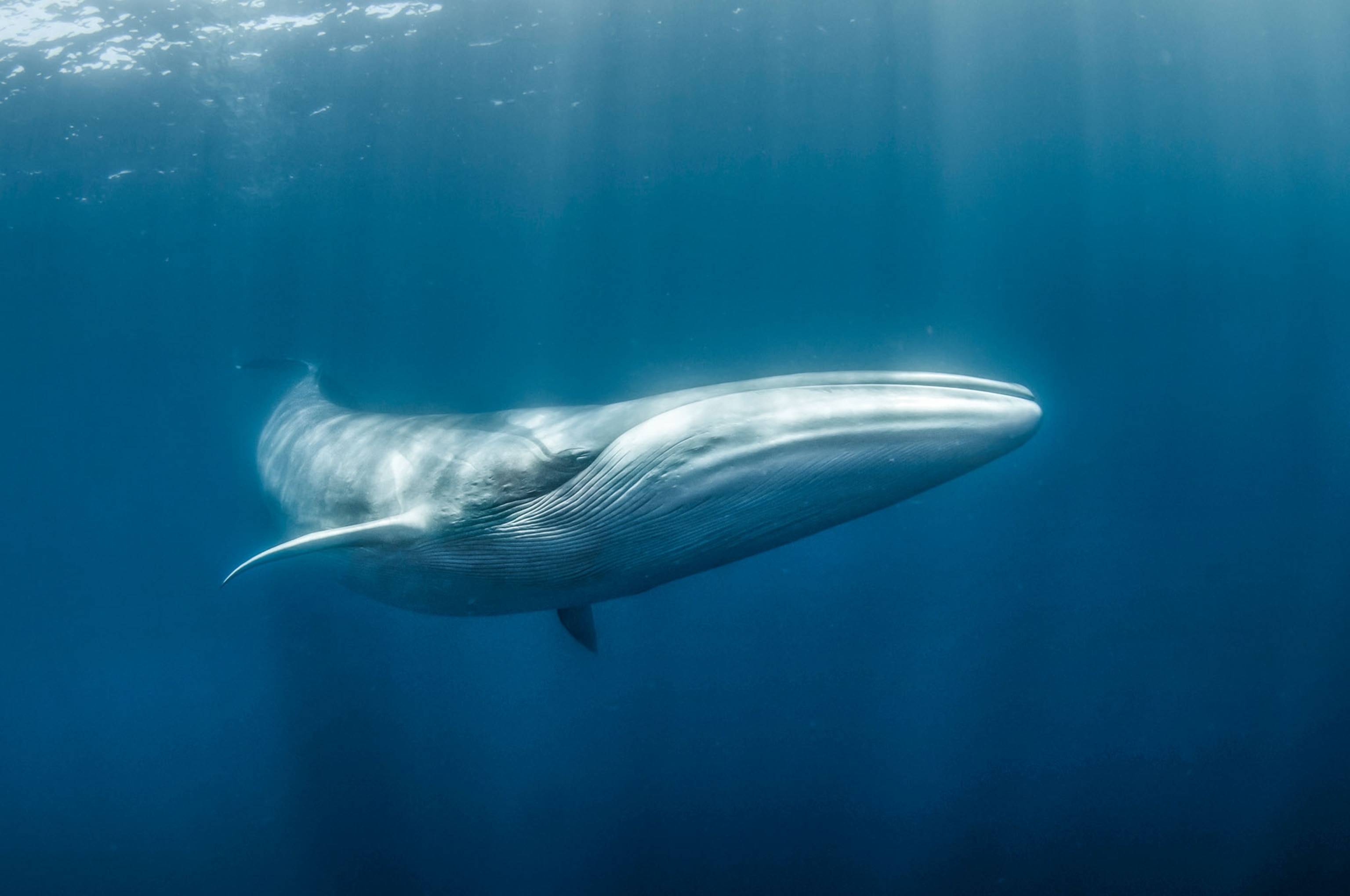Picture of a whale just below sea surface.