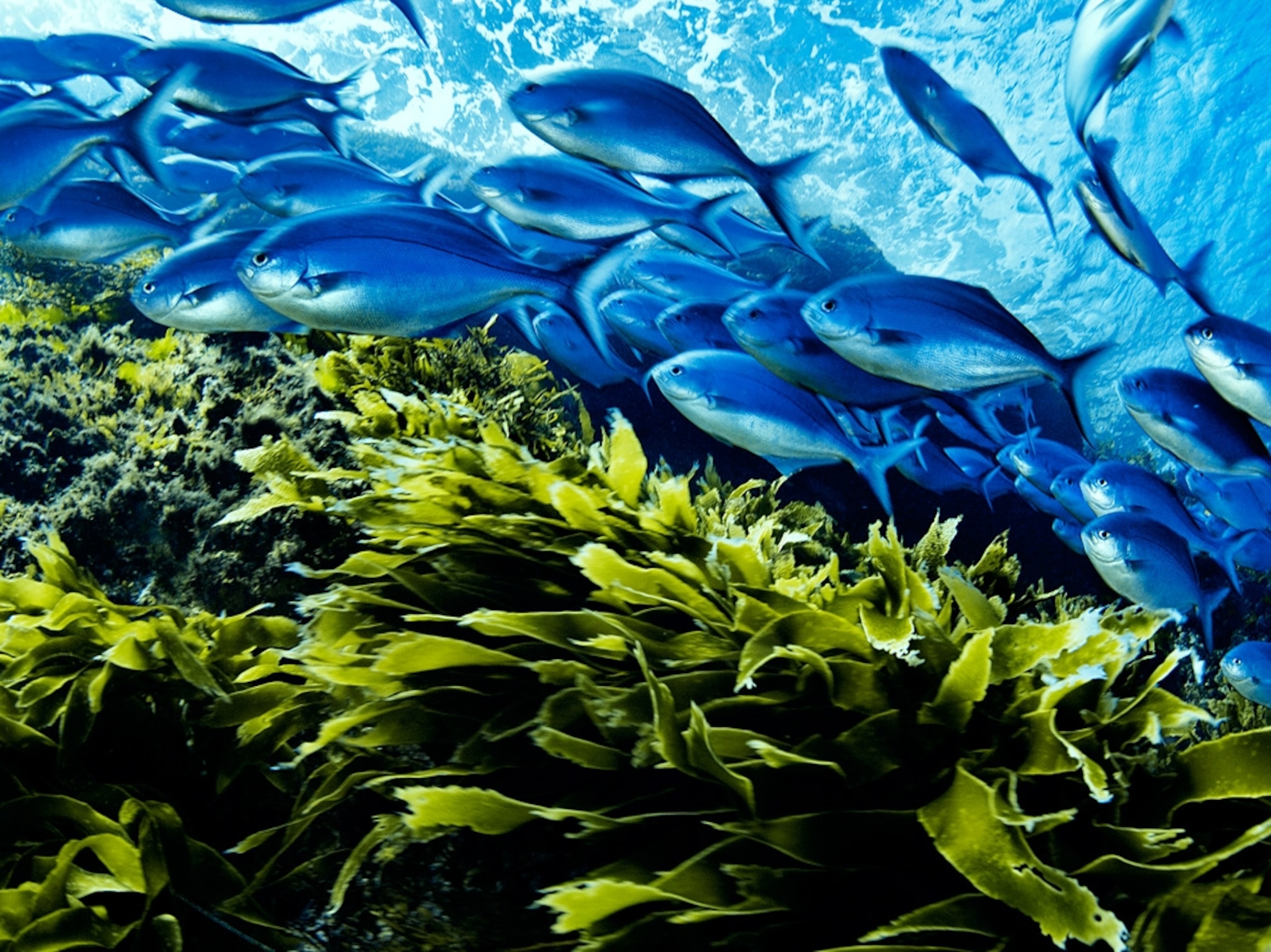 A school of blue maomao