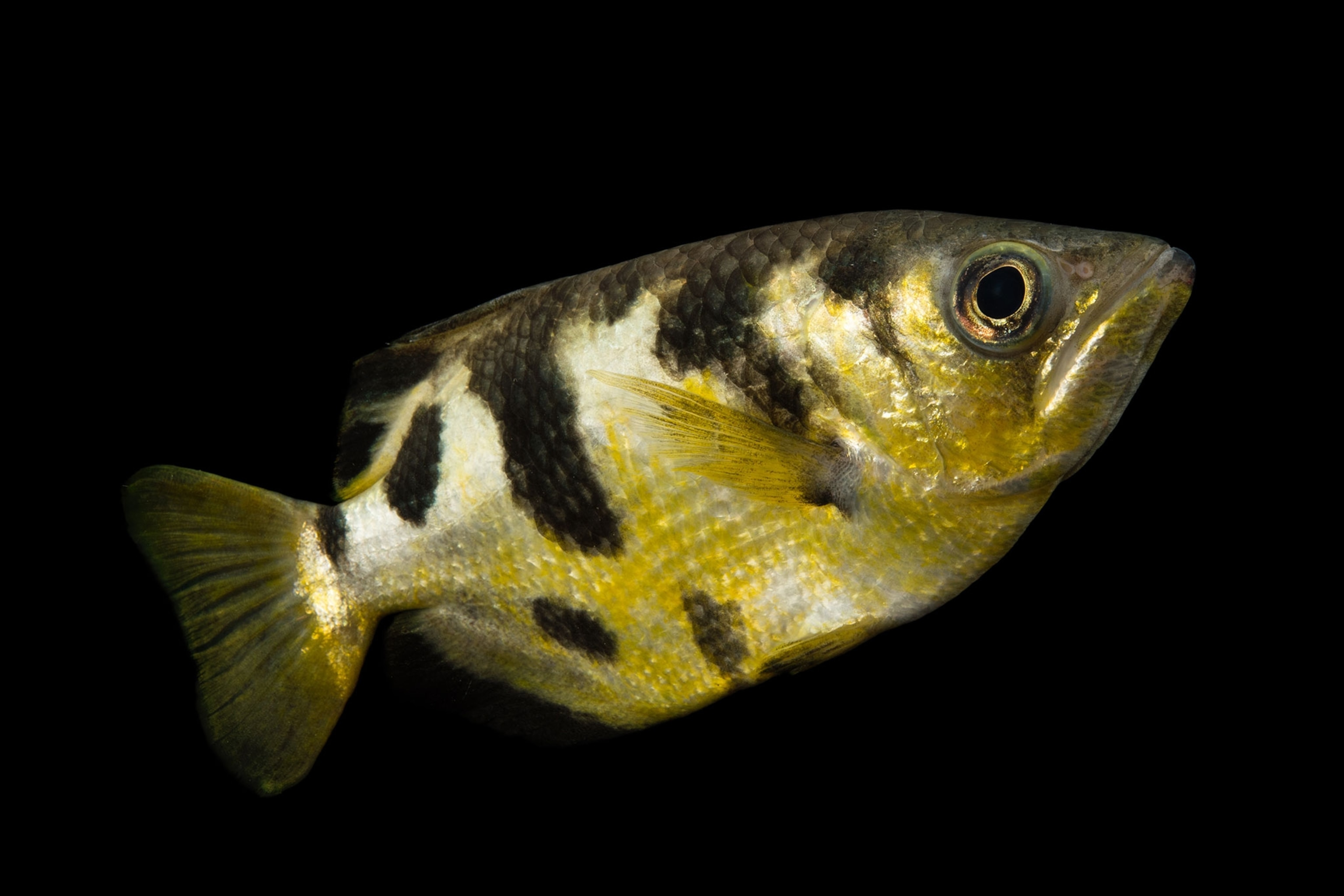 an archerfish