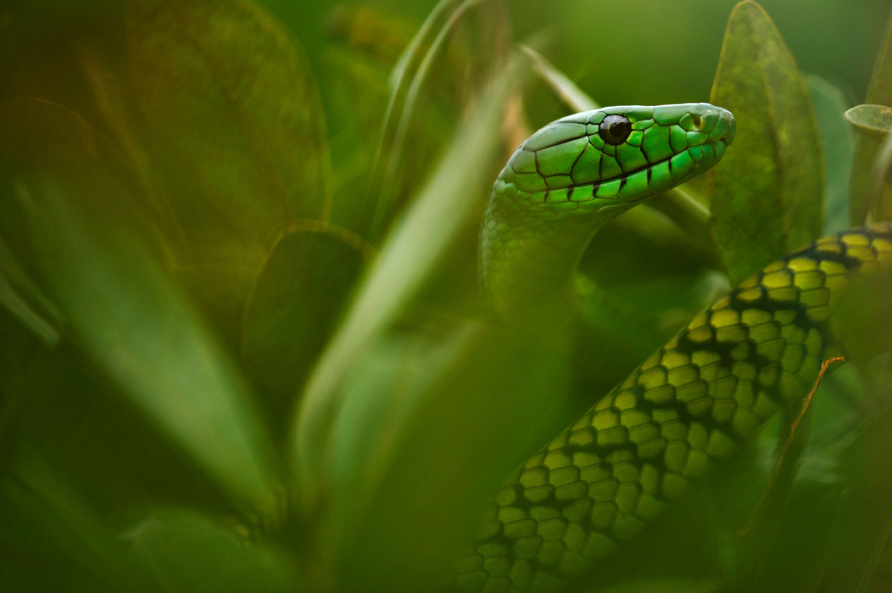 mamba