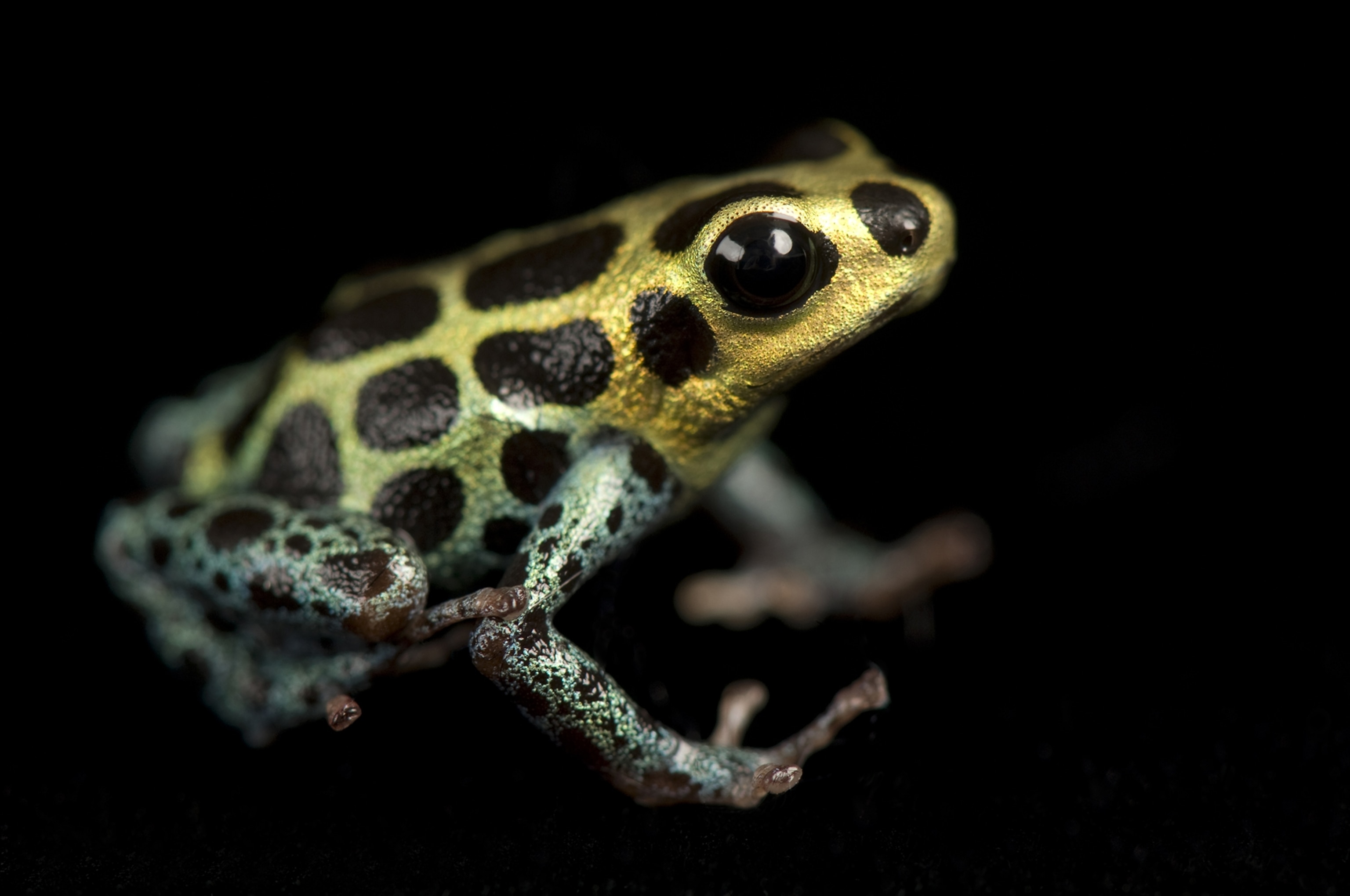 a mimic poison frog