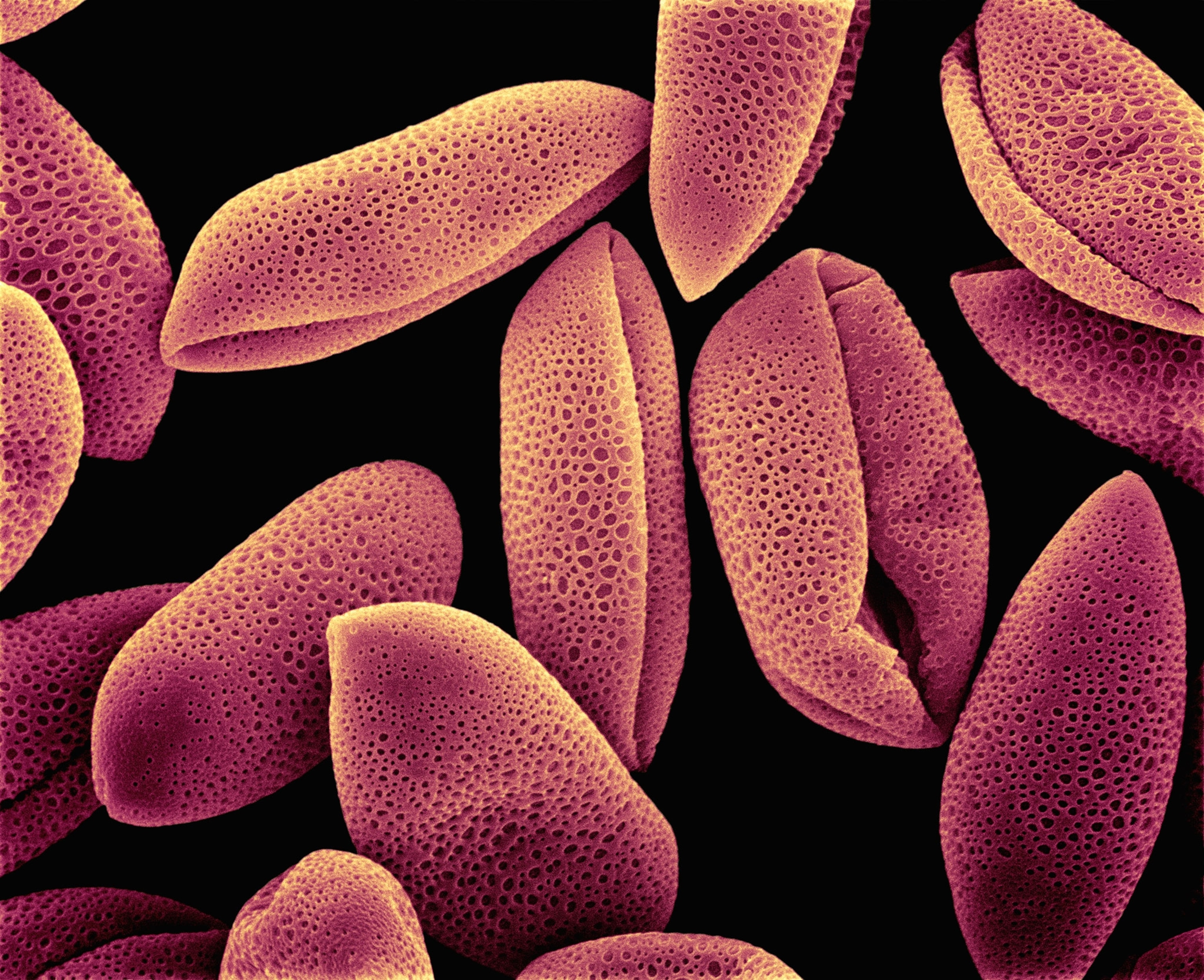 hyacinth pollen magnified