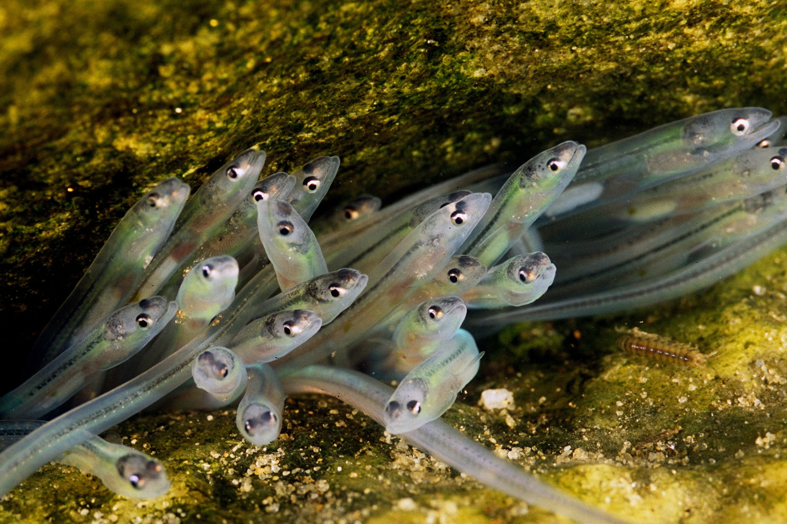 glass eels