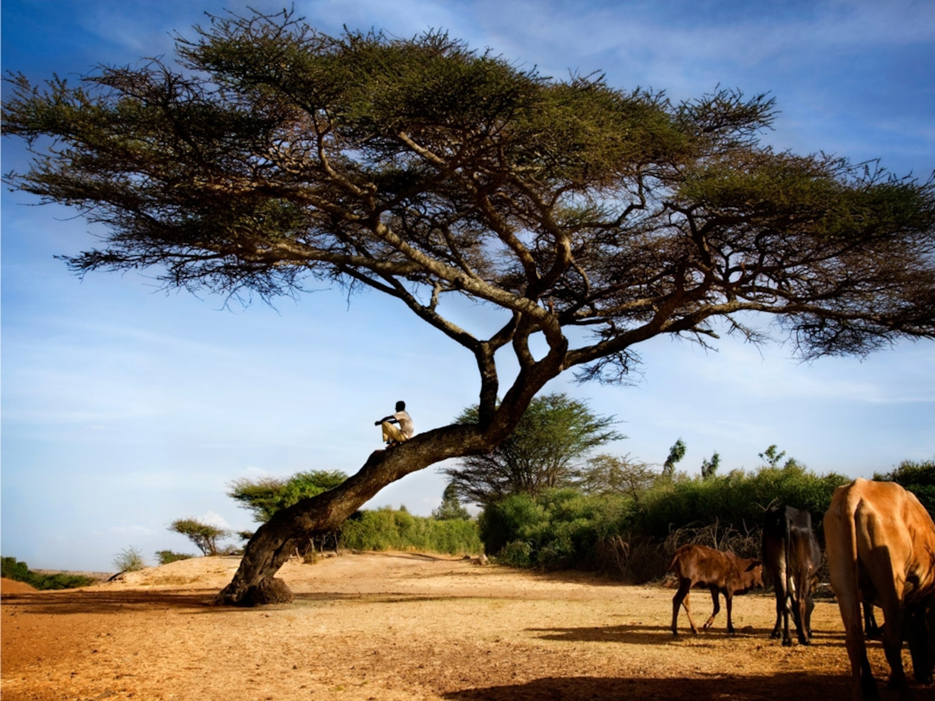 Acacia tree