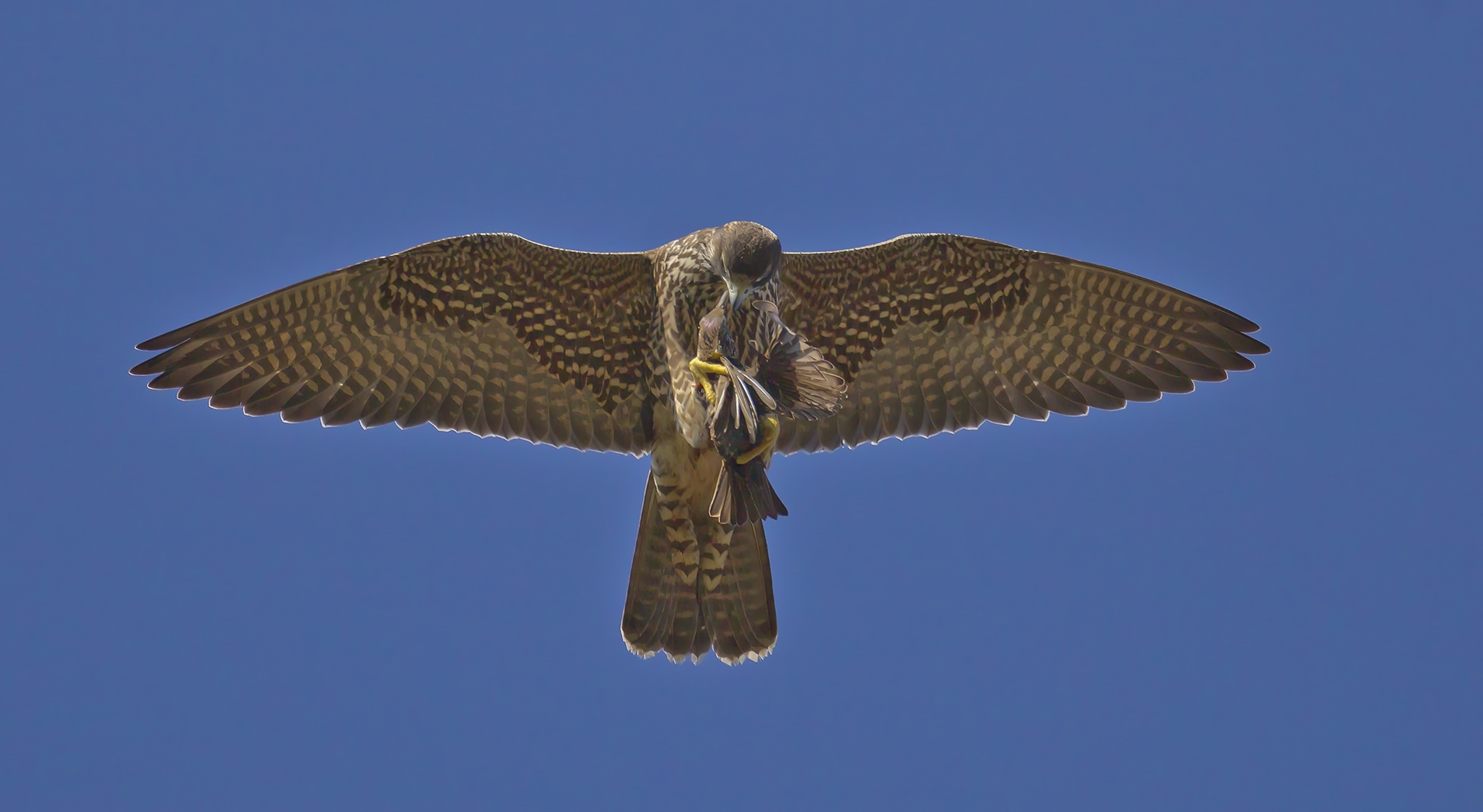 A falcon with a starling in its claws