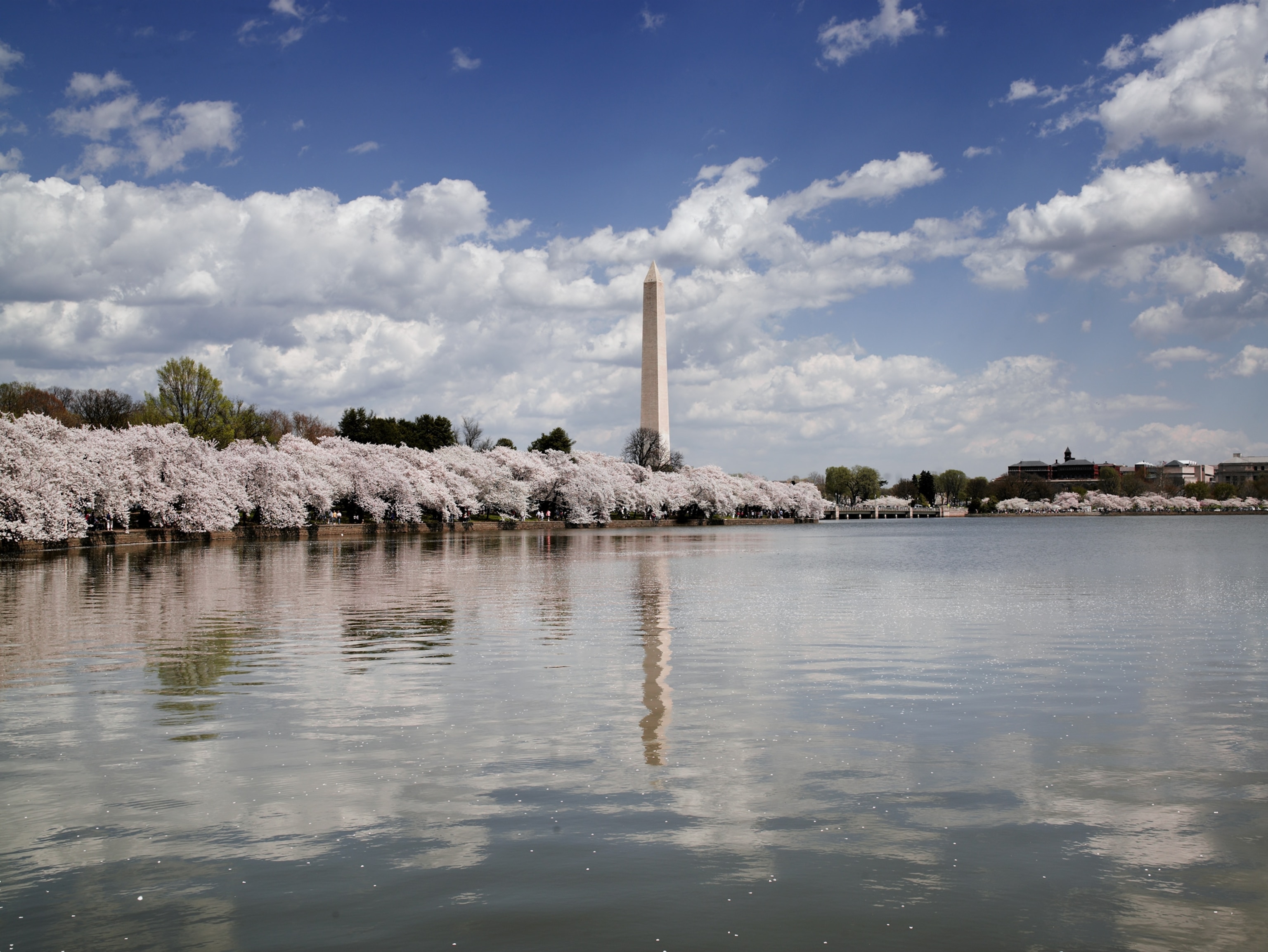 Photo of Washington Monument with pink cherry blossoms in bloom