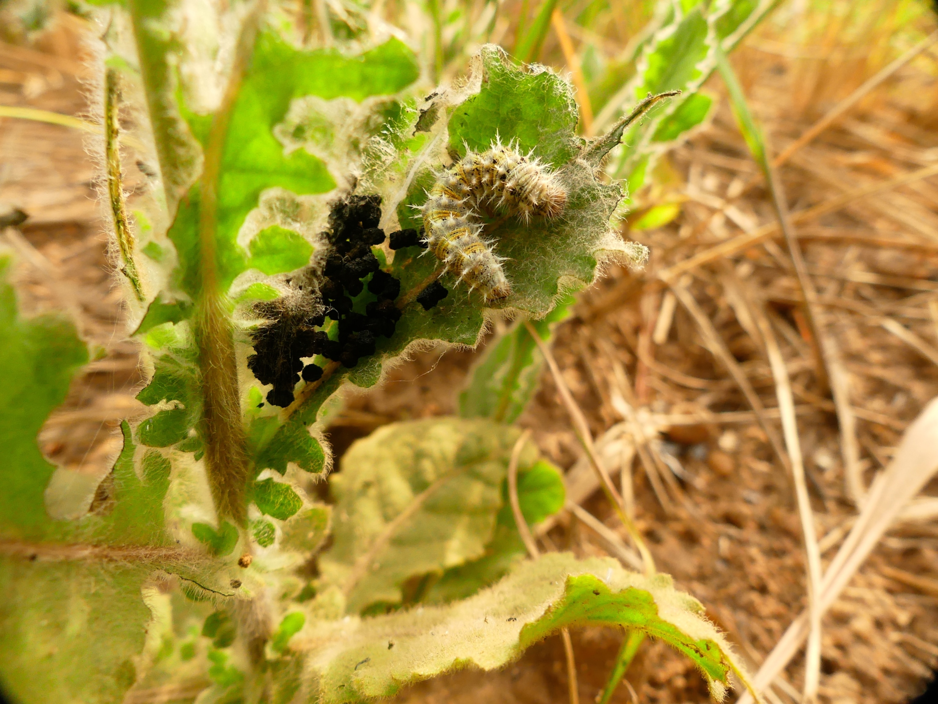 A caterpillar crawls on a leaf.