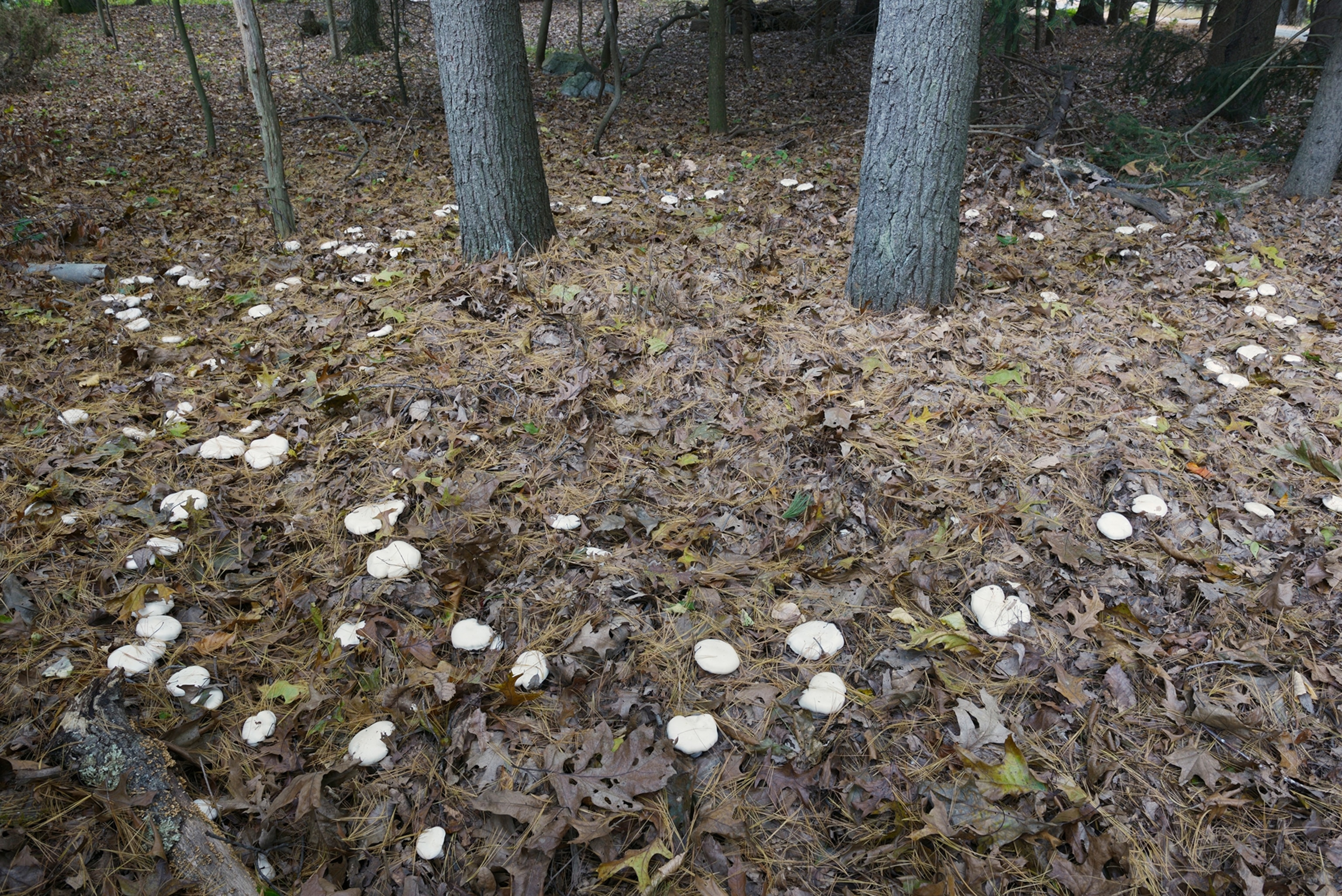 Fairy ring of mushrooms in the woods.