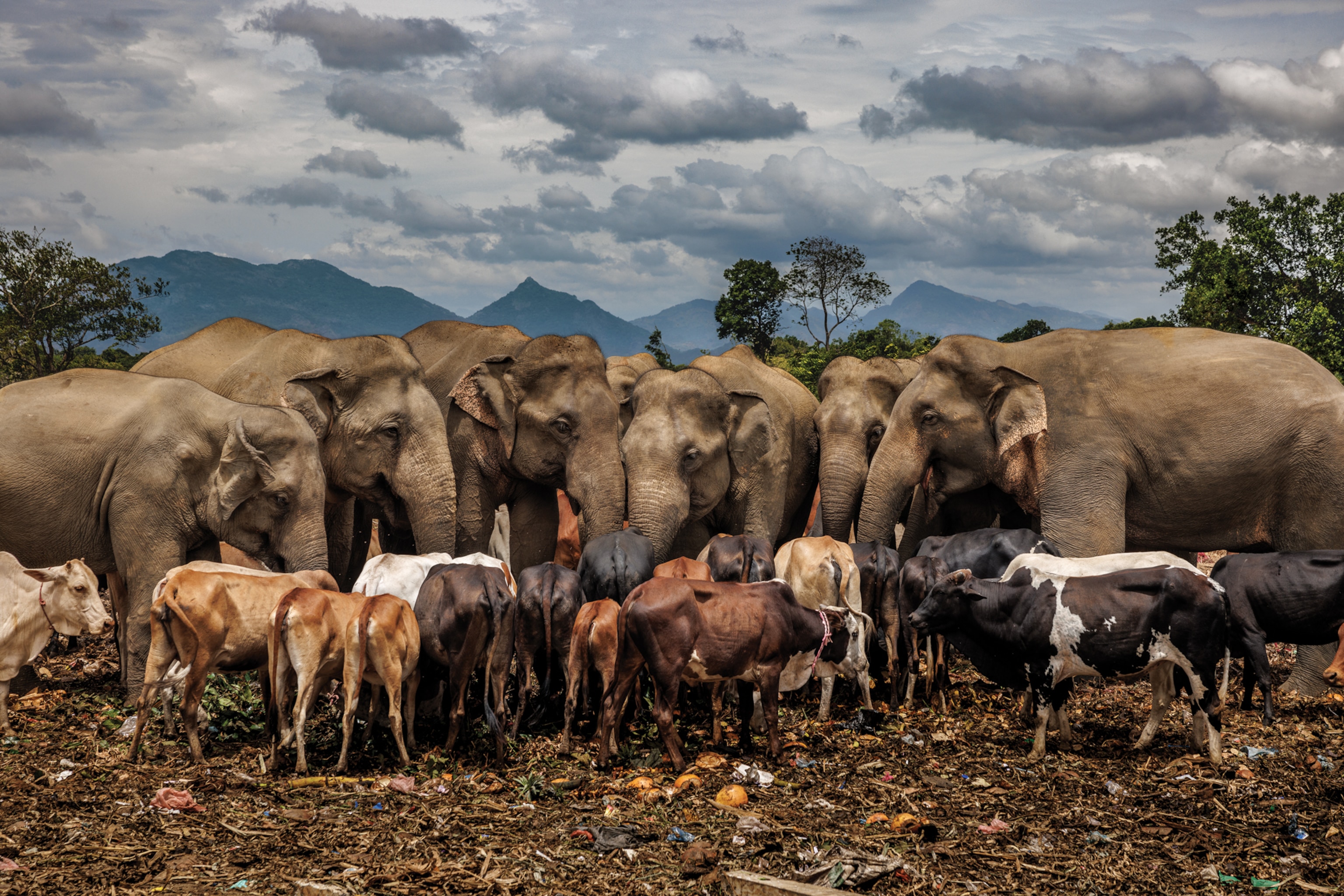 A line of elephants facing a line of cattle as they eat out of the same hole