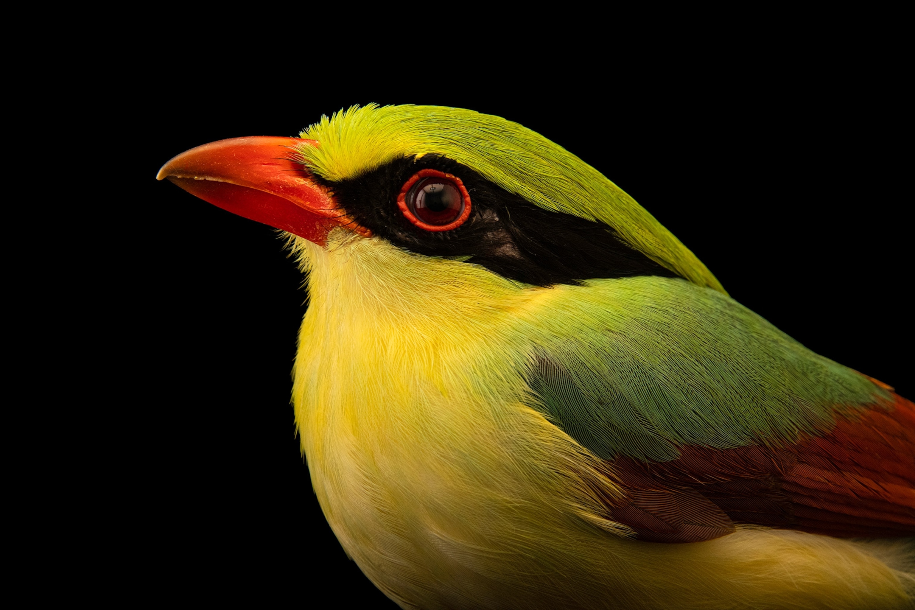 A close up showing a green to yellow gradient in the feathers of the bird with black feathers surrounding the eye.