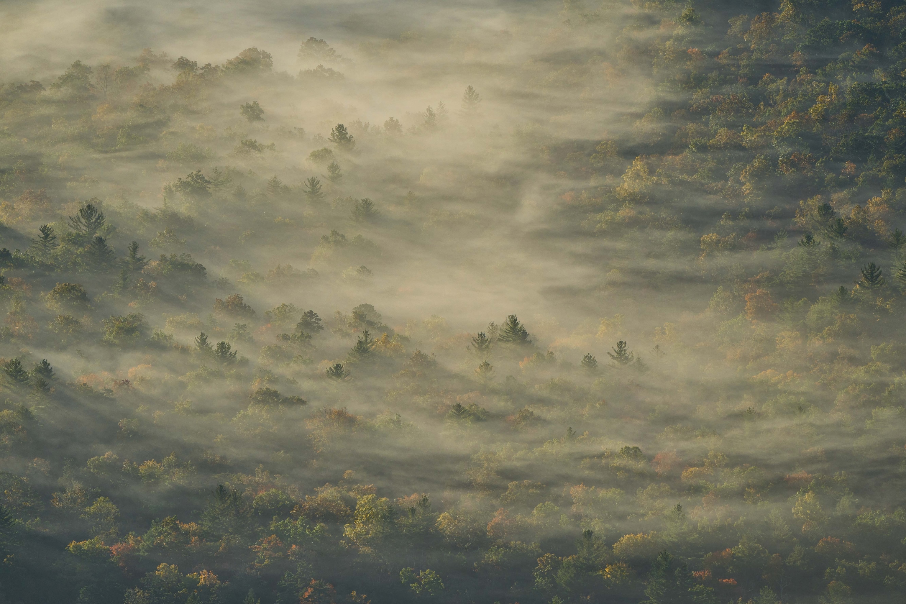A thick fog covers trees in a valley nearby North Carolina's Blue Ridge Parkway