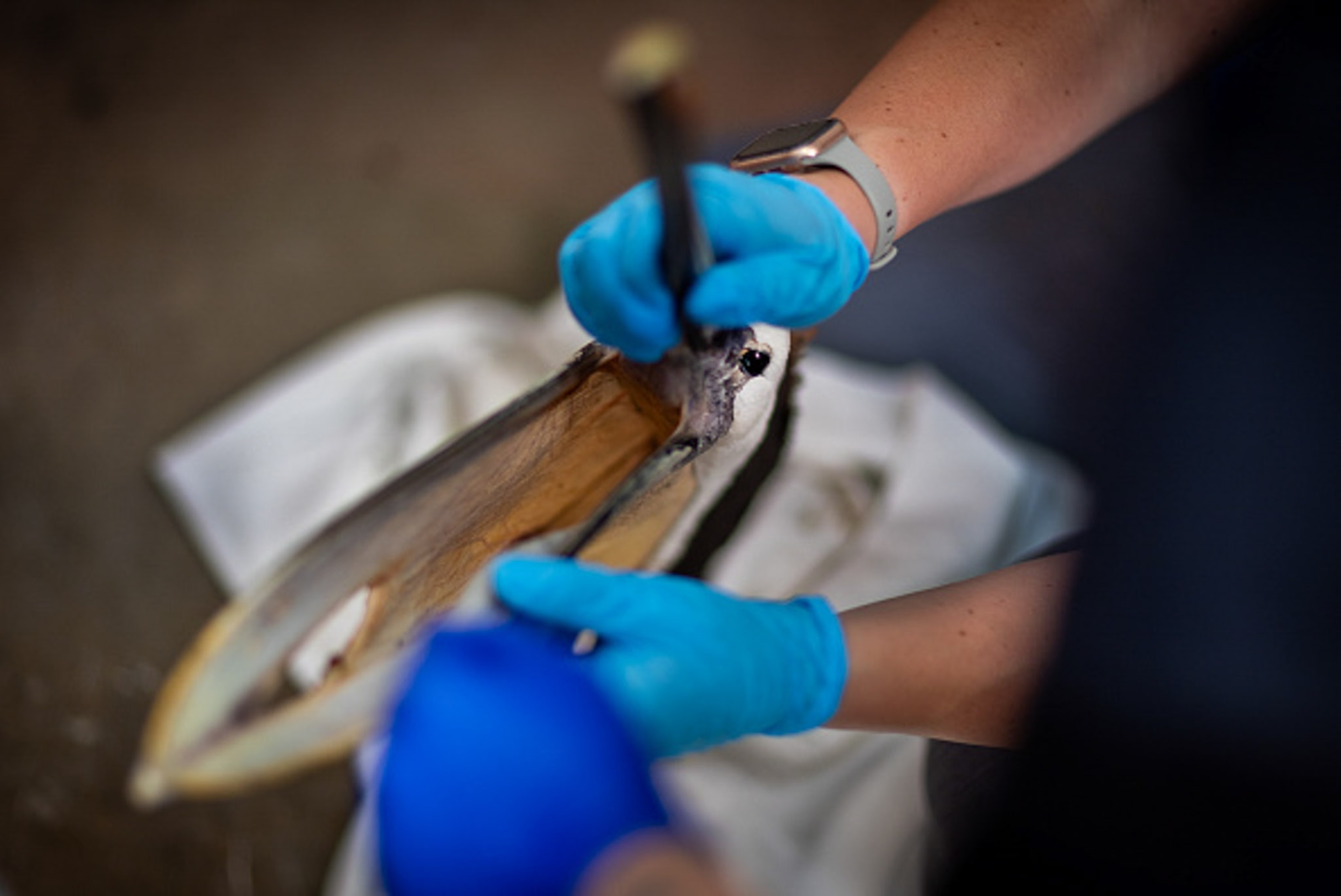 A person with blue gloves holds a pelicans mouth open the camera takes a picture from above looking into its mouth.