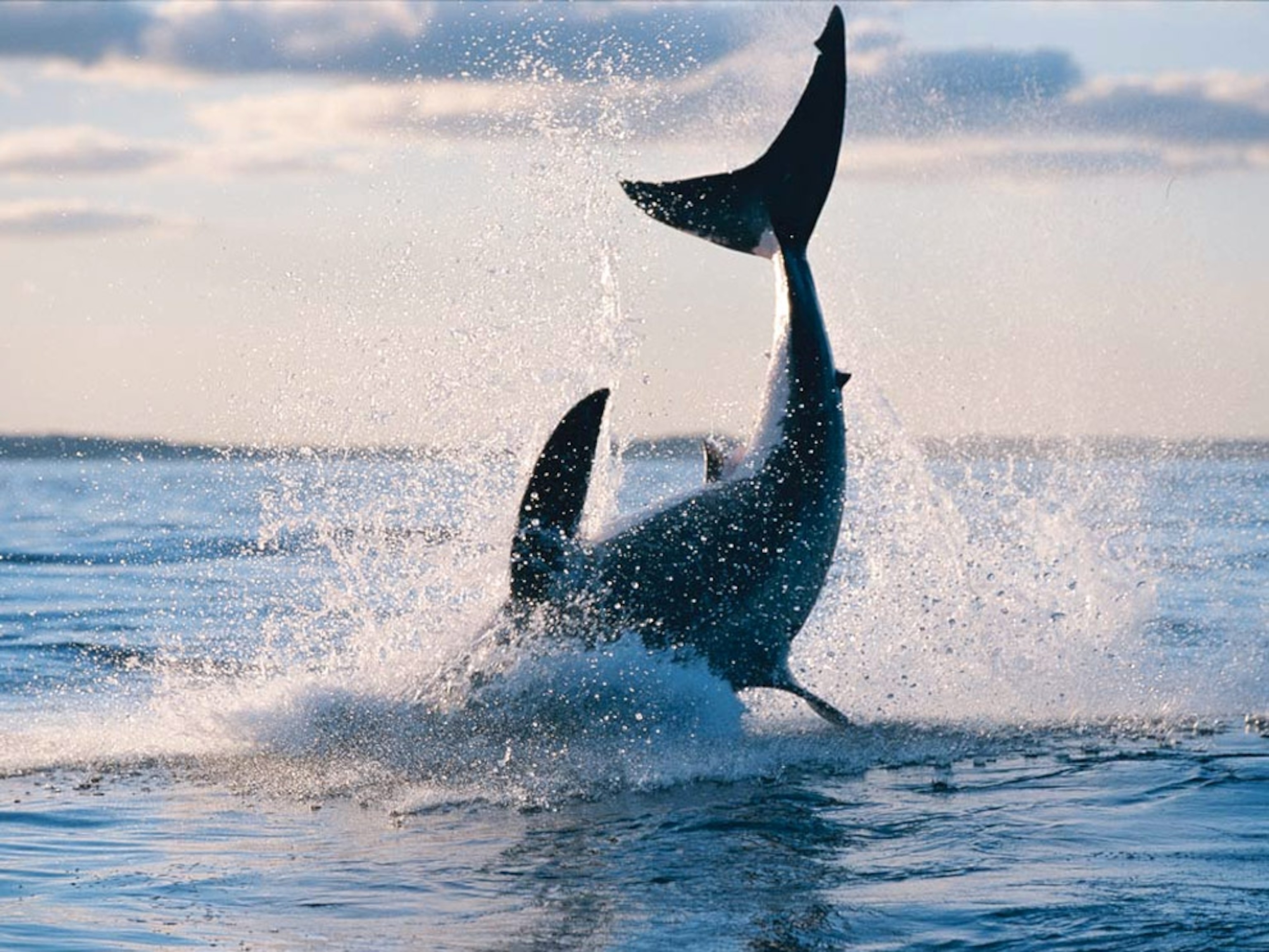Breaching great white shark