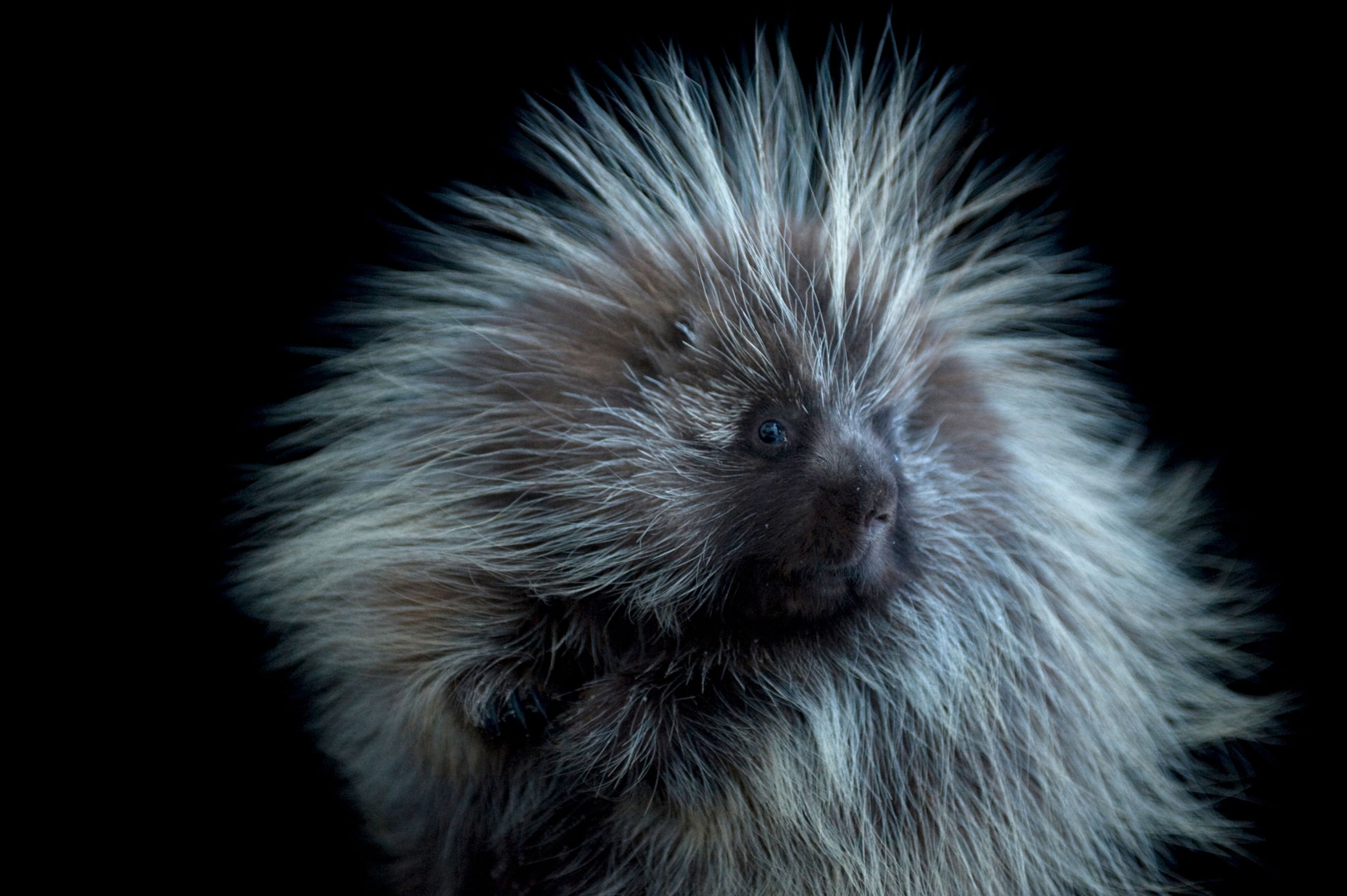 A porcupine at the Great Plains Zoo.