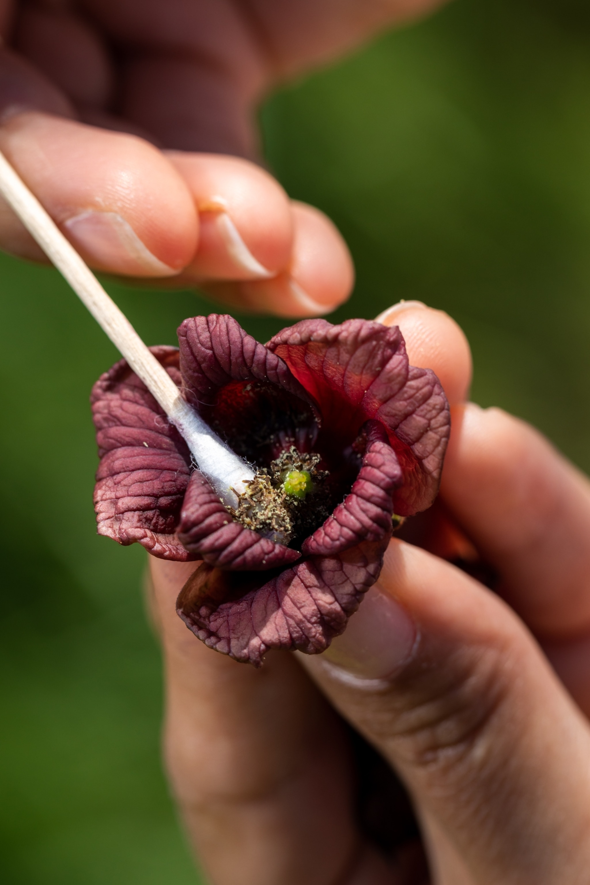 A pawpaw flower is pollinated by hand using a q-tip