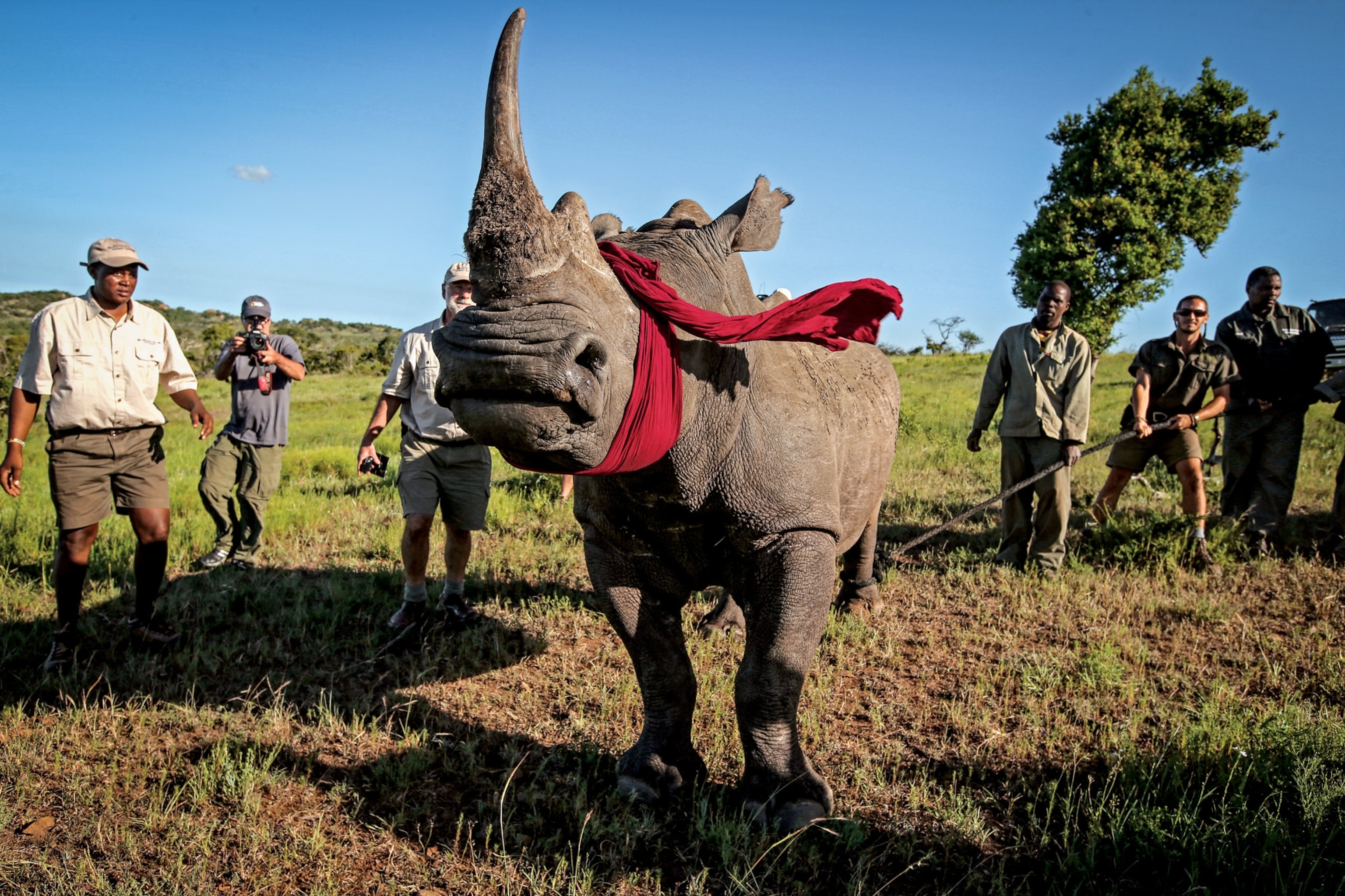 rhino being relocated in south africa