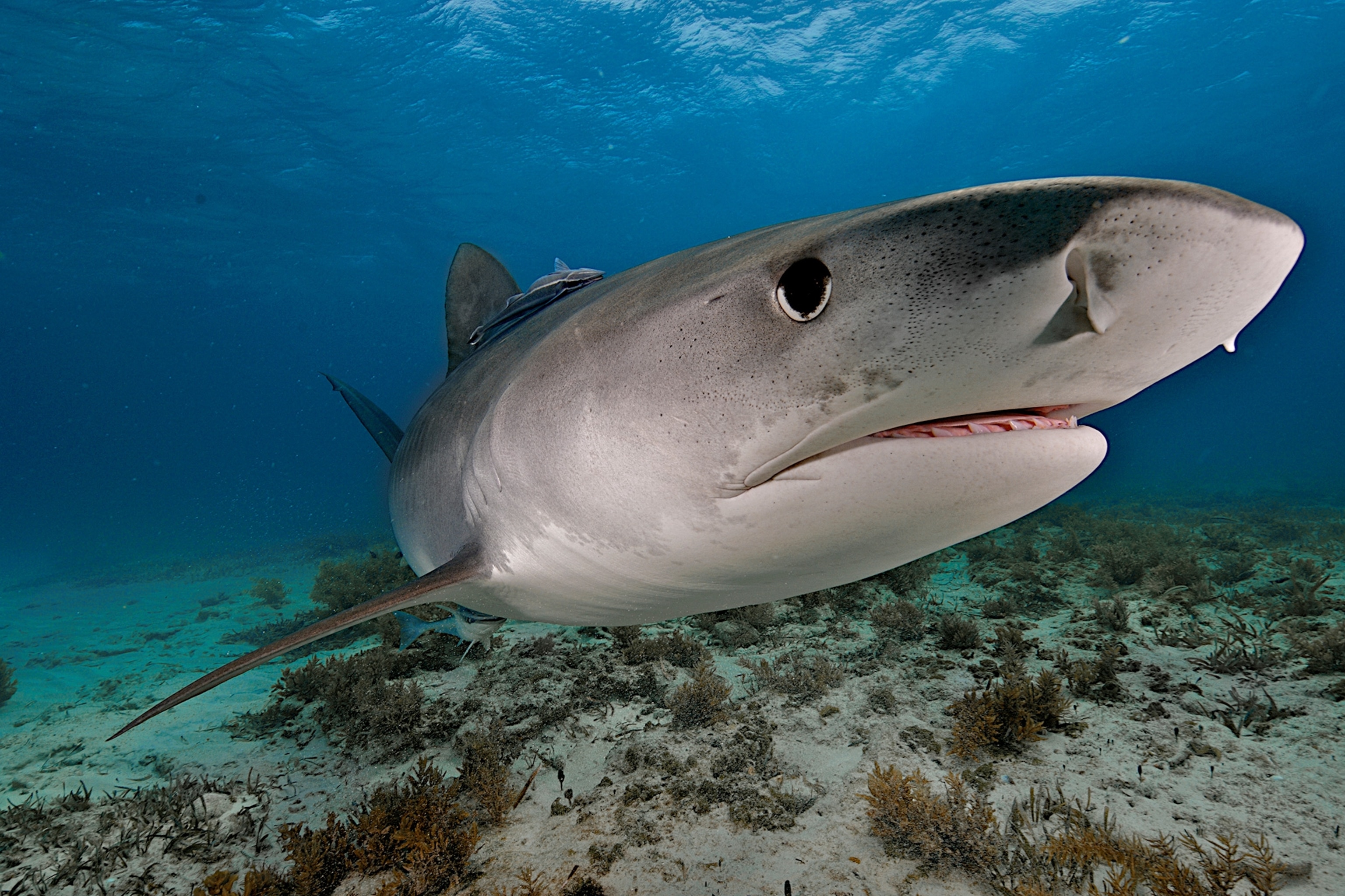 a tiger shark swimming in the waters off the Bahama Islands