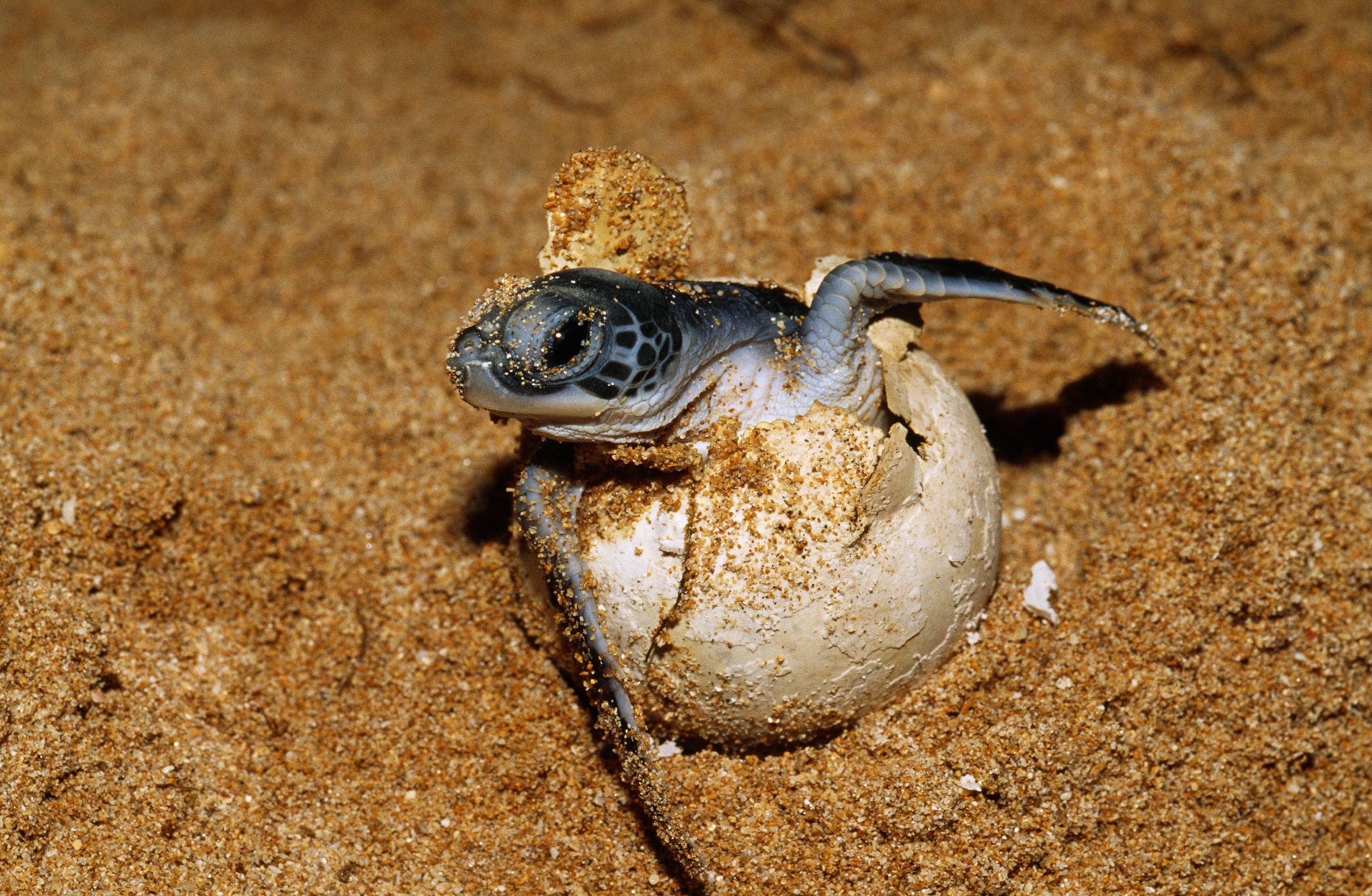 sea turtle hatches on a beach