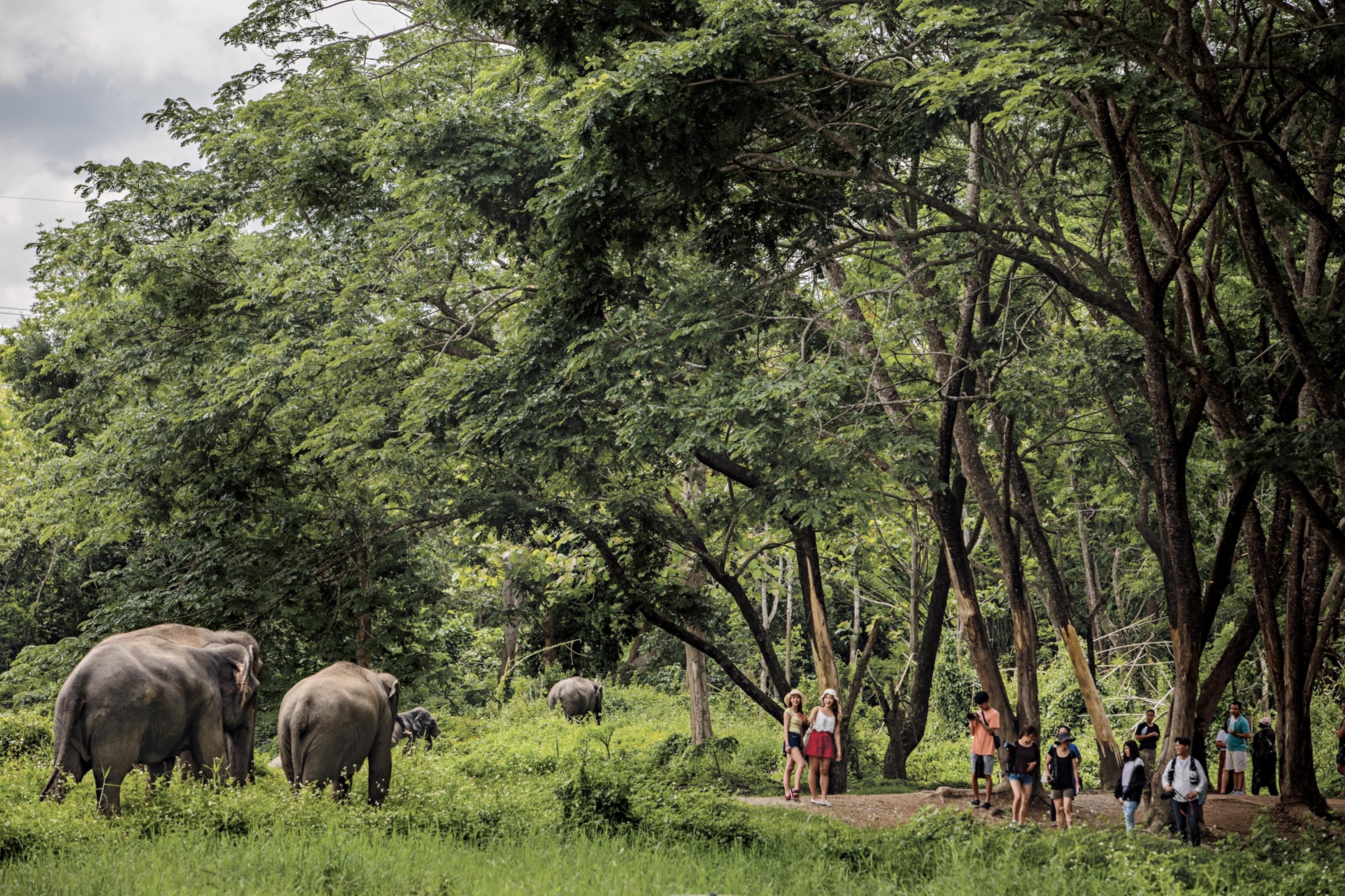 elephants near Chiang Rai, Thailand