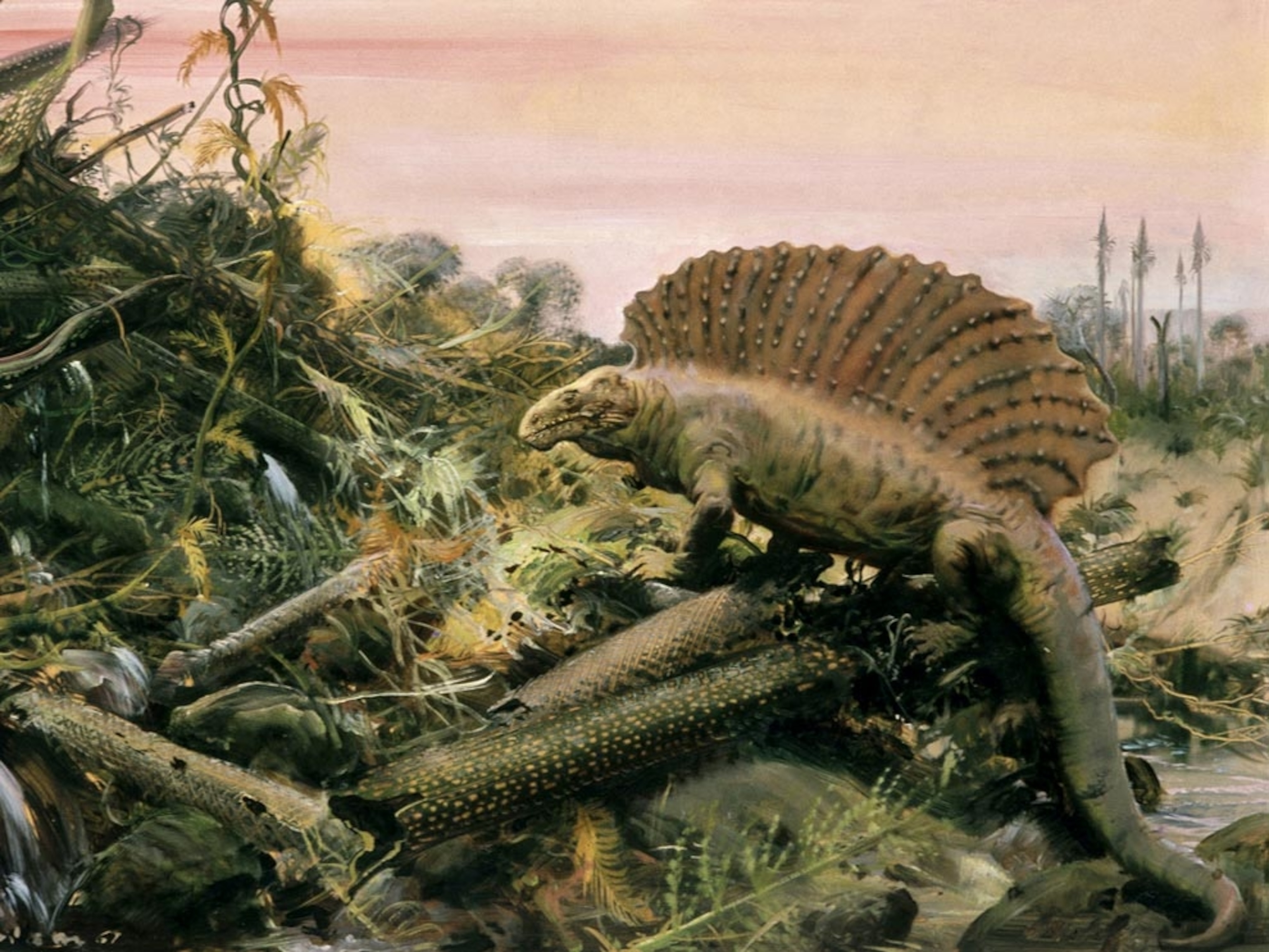 Image: An artist's rendering of an edaphosaurus