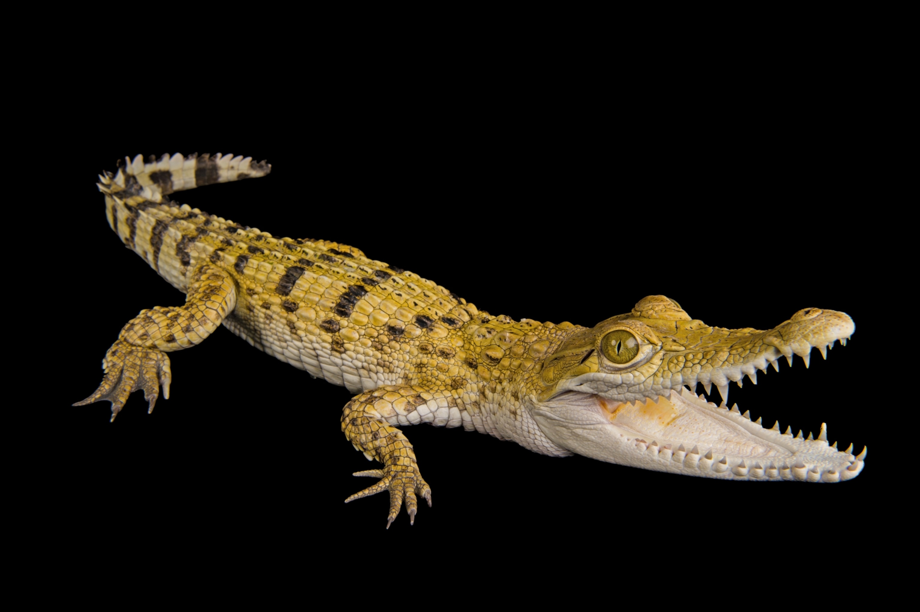 a Philippine crocodile