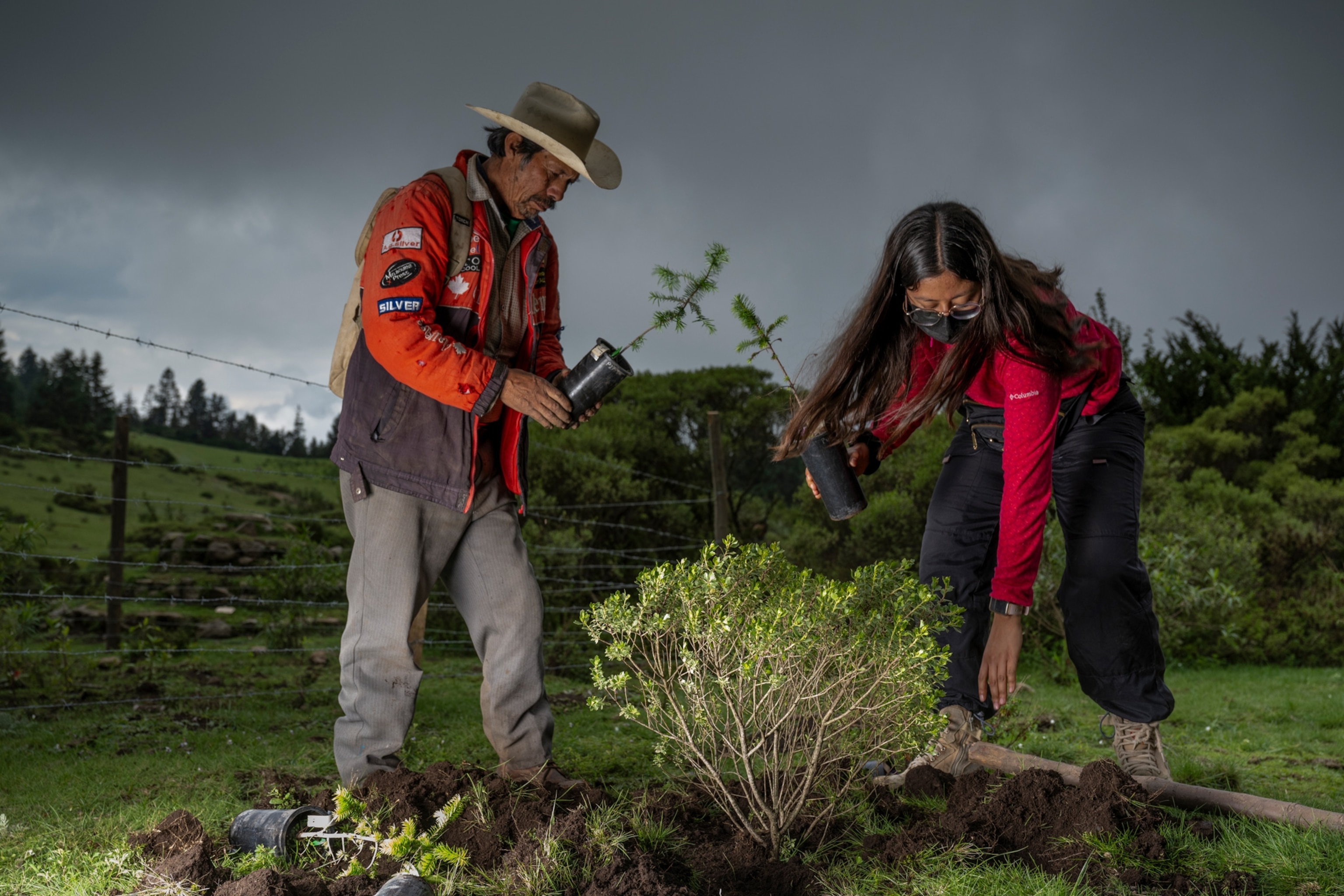 two people planting trees
