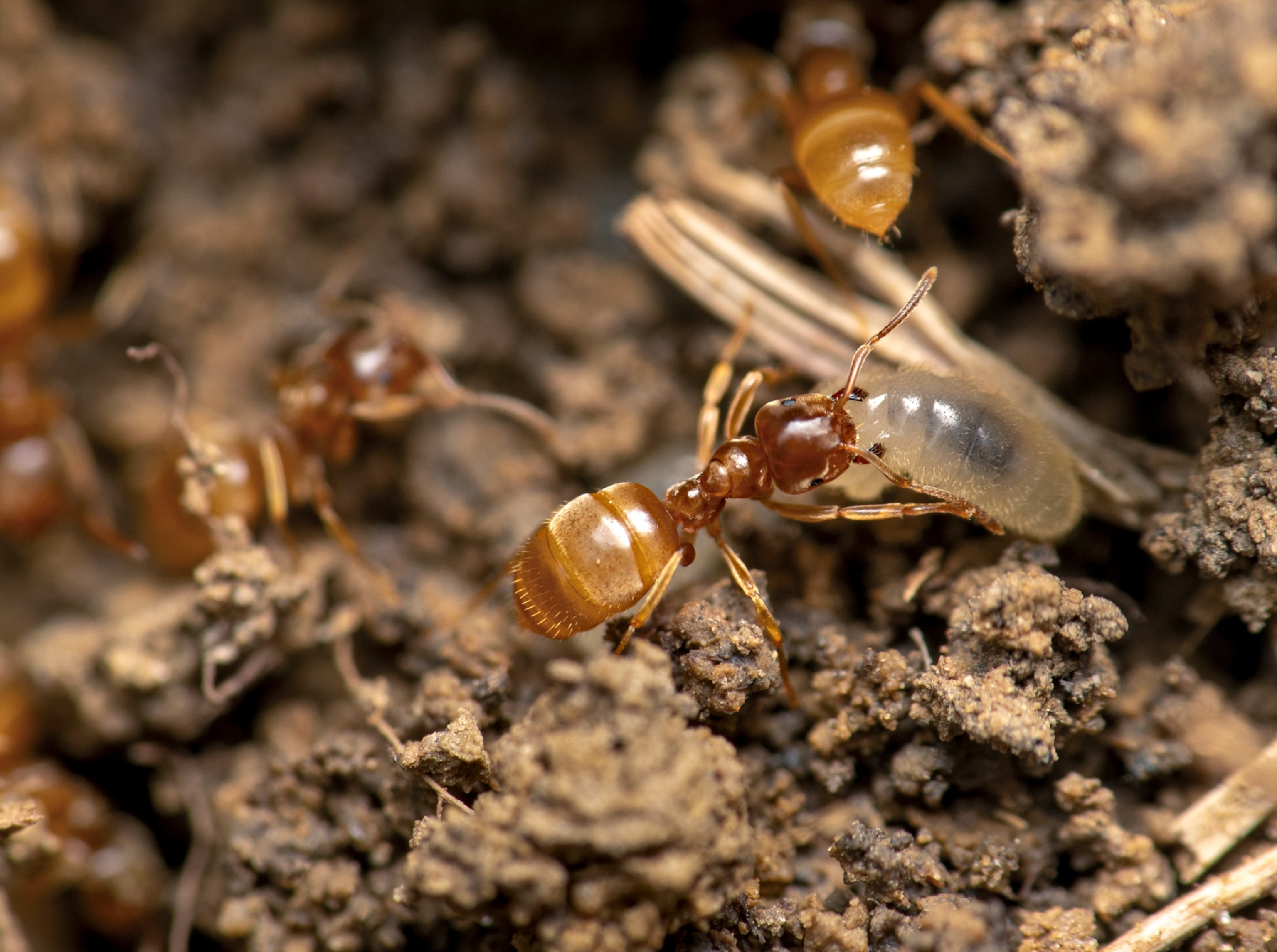 Picture of a small brown ant carrying a clear larval ant in its mandibles across dirt.