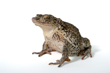 a puerto rican toad
