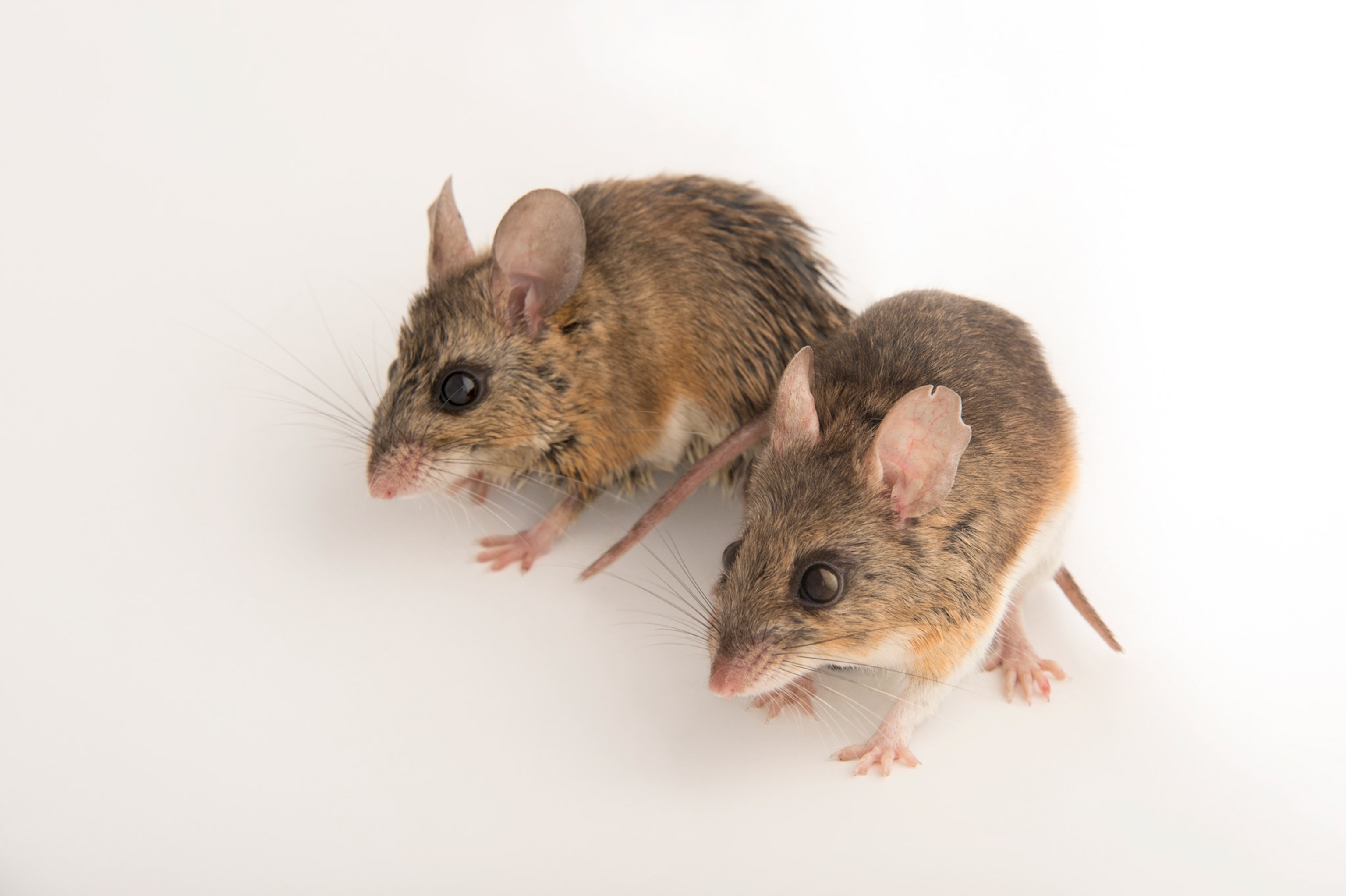 Two mice on white background.