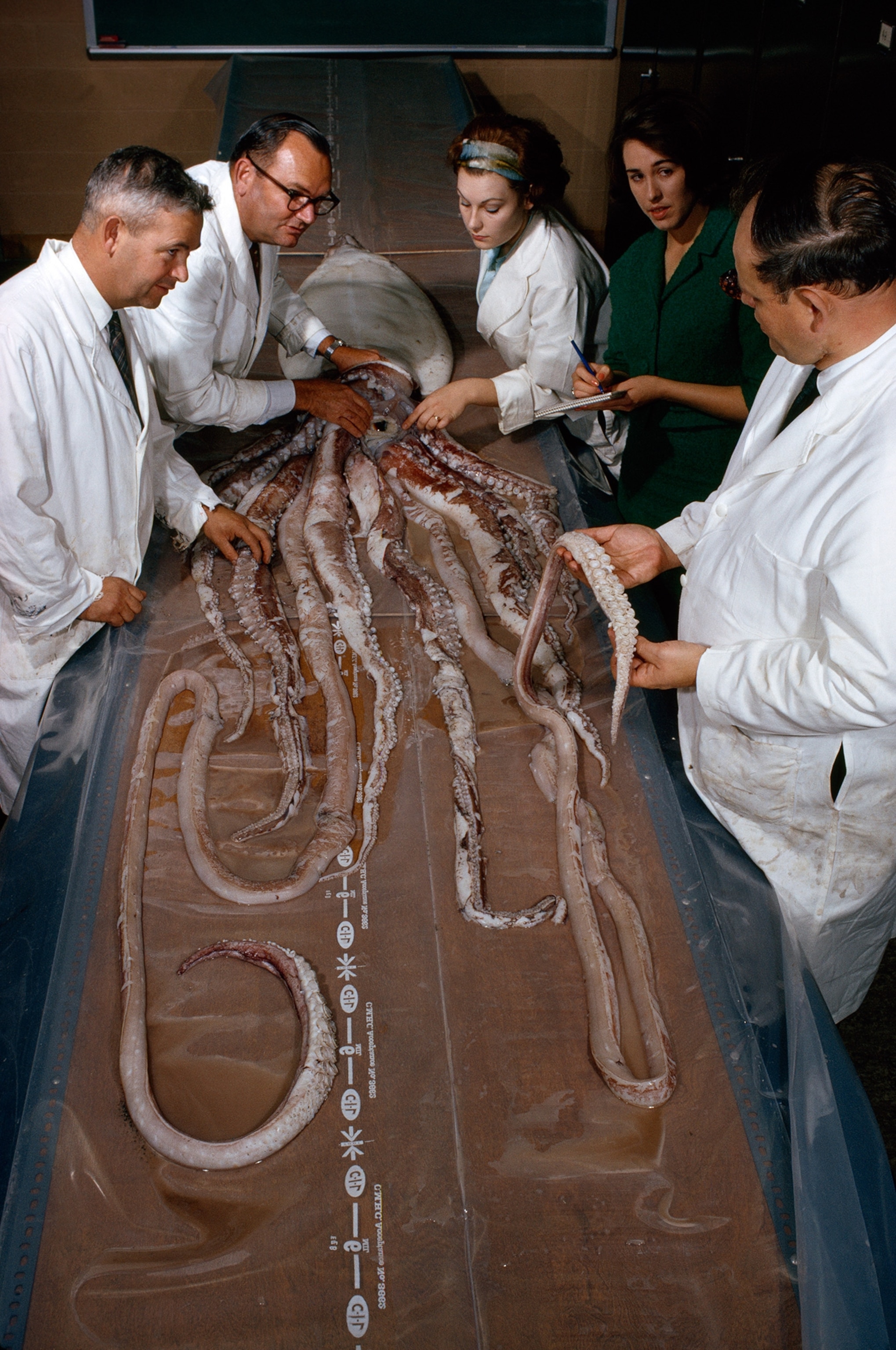 scientists examining a dead giant squid