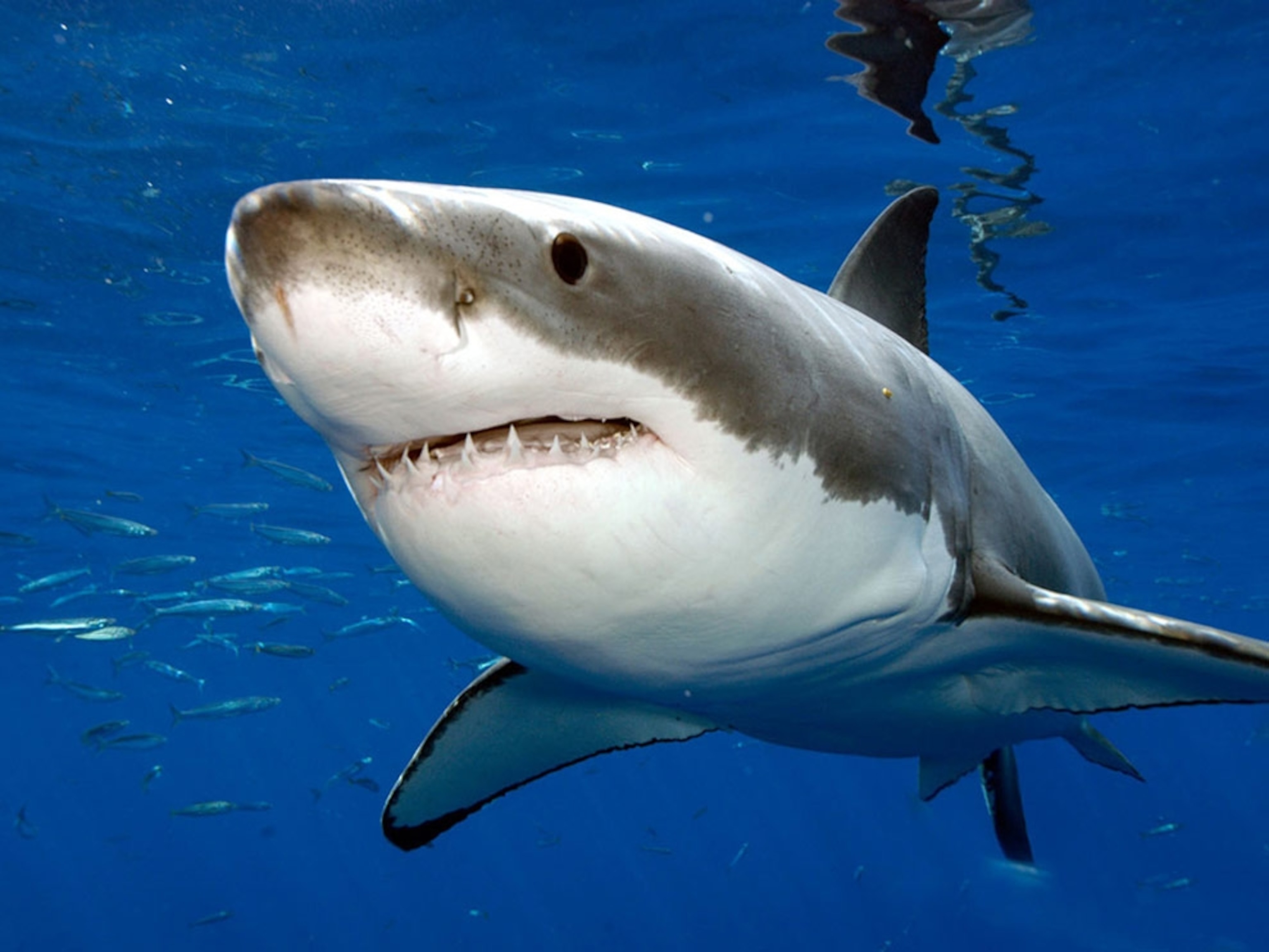 Great white shark