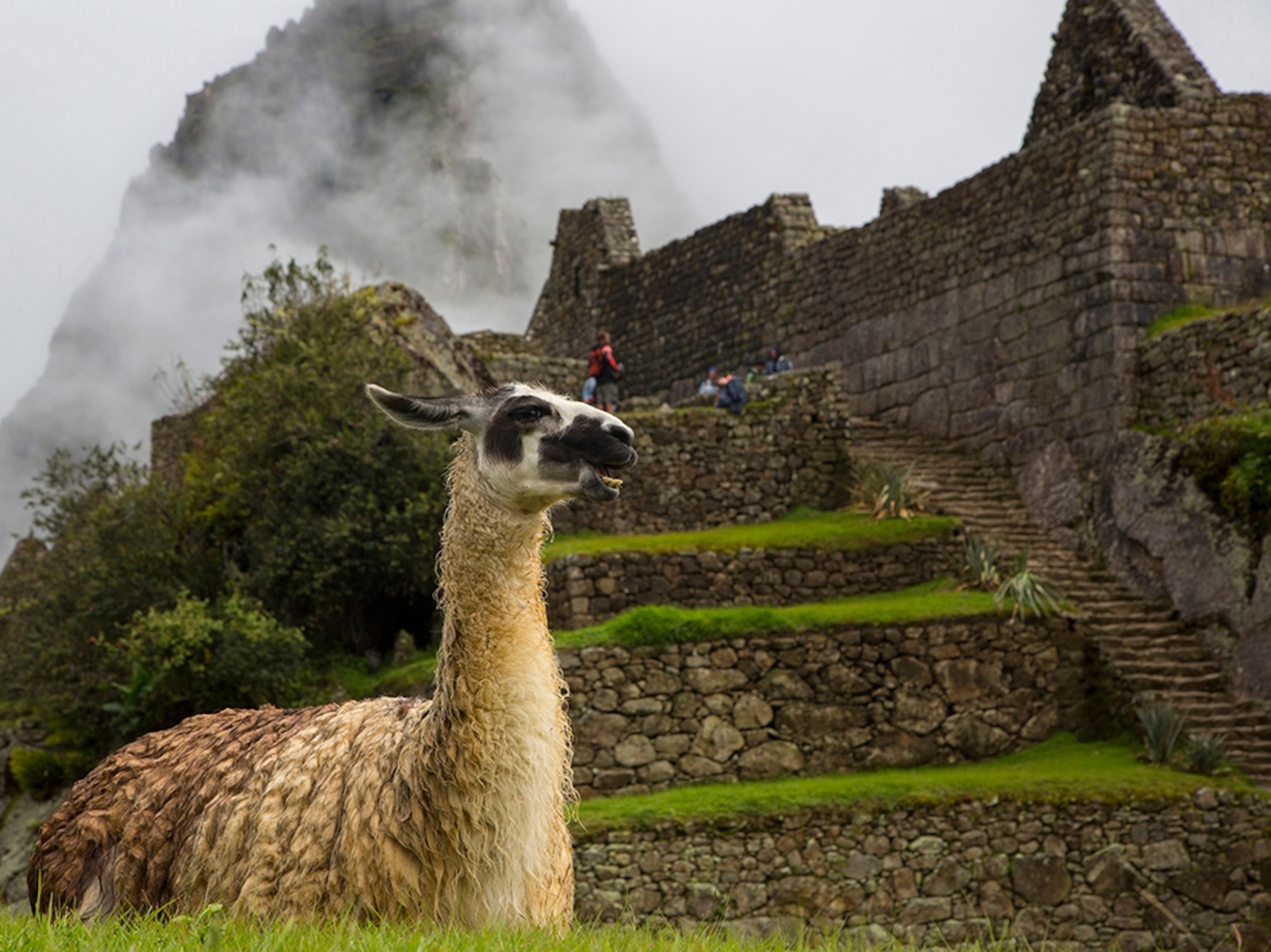 llama at Machu Picchu, Peru