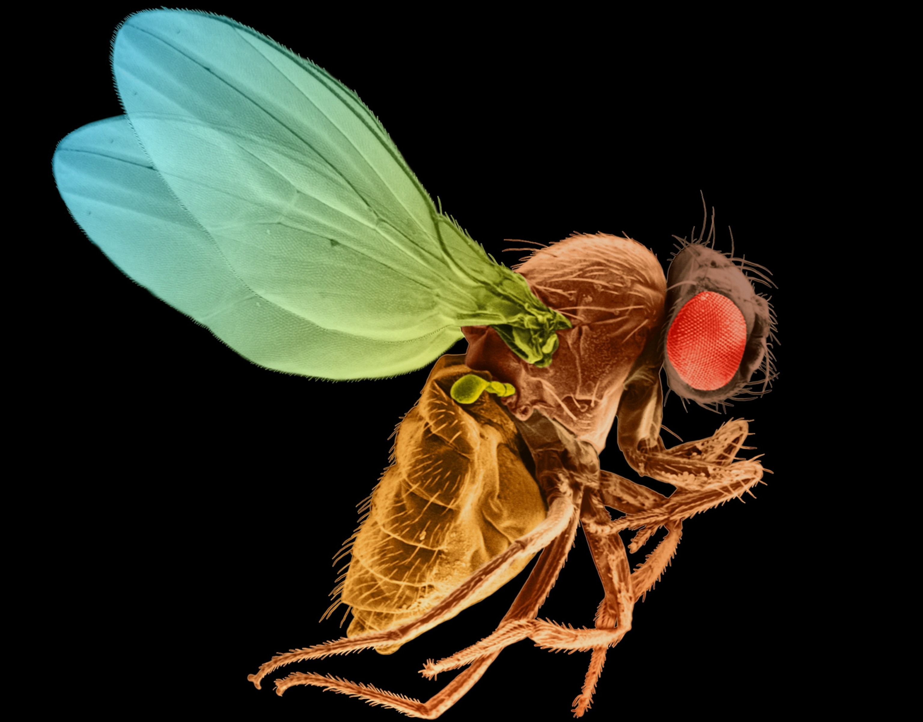 A colorized microscopic view of a fruit fly.