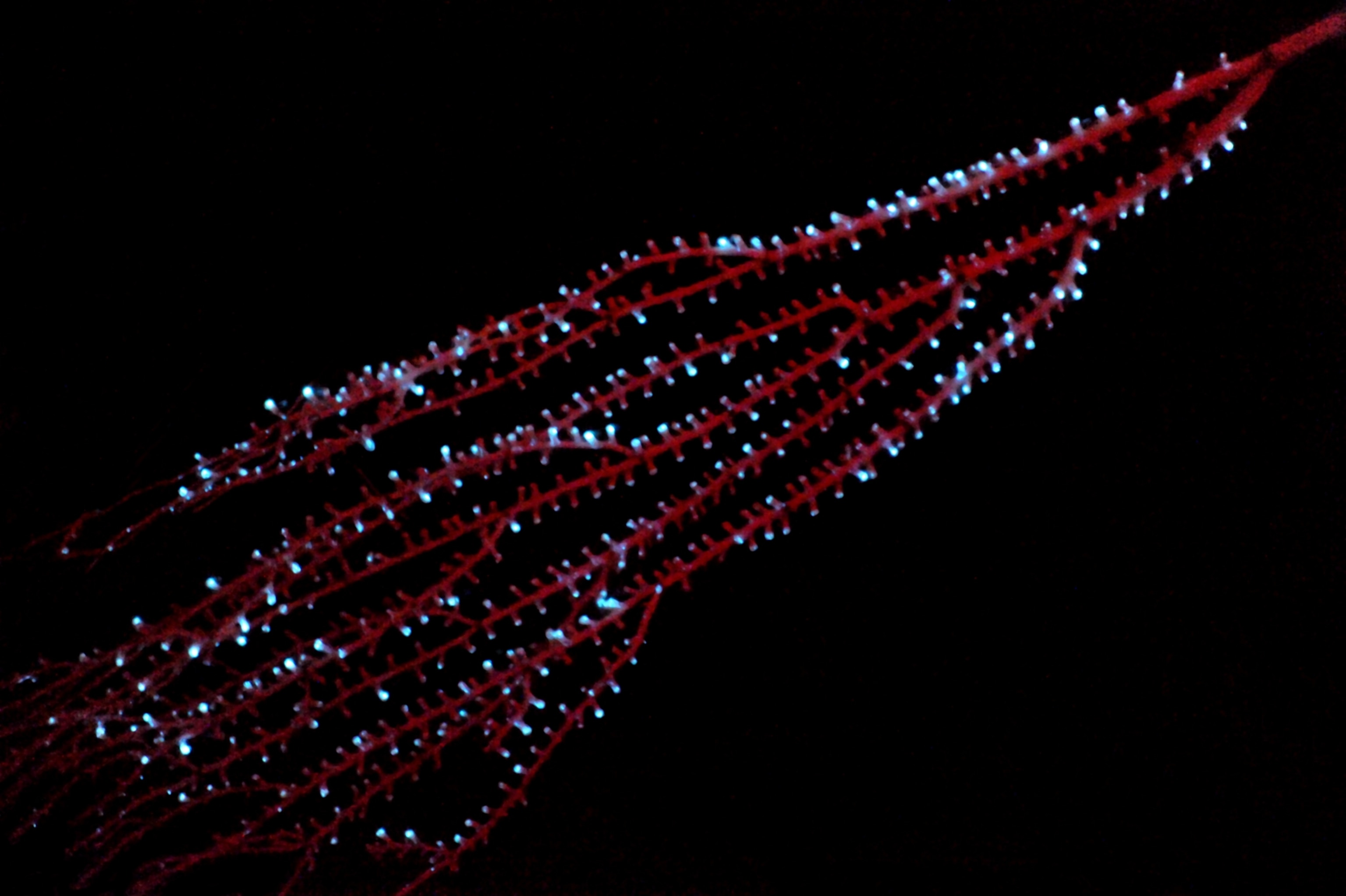 A branch of relatively straight red coral with blue luminescent dots on the ends of short perpendicular branches coming off the main branches in regular intervals.