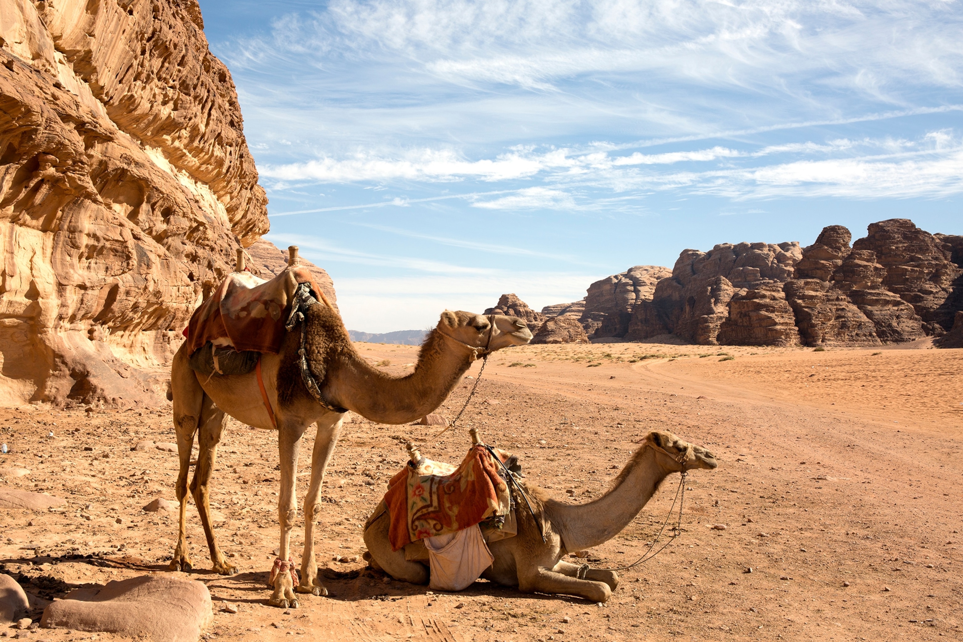 camels in Wadi Rum, Jordan