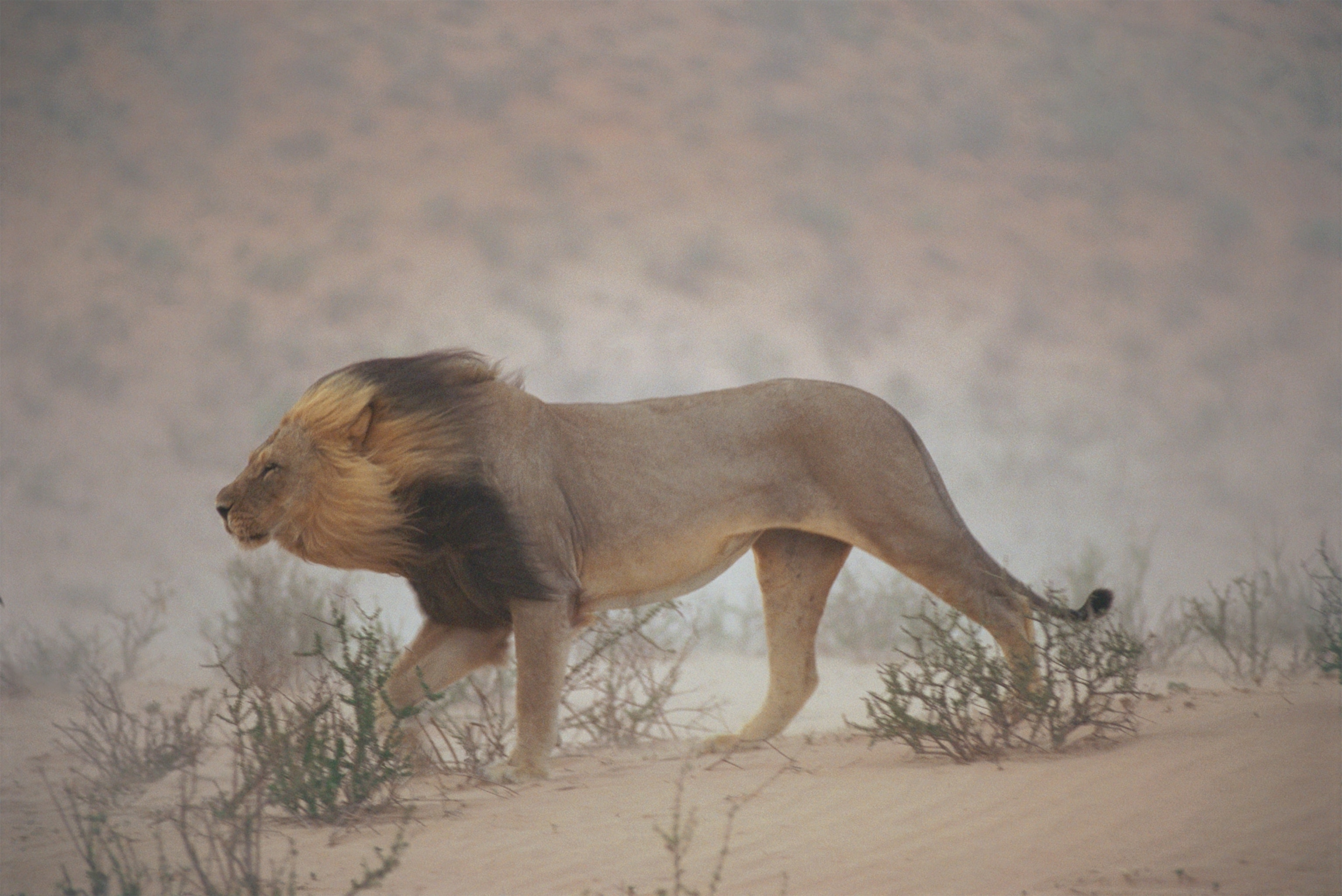 a lion walking through dust in South Africa