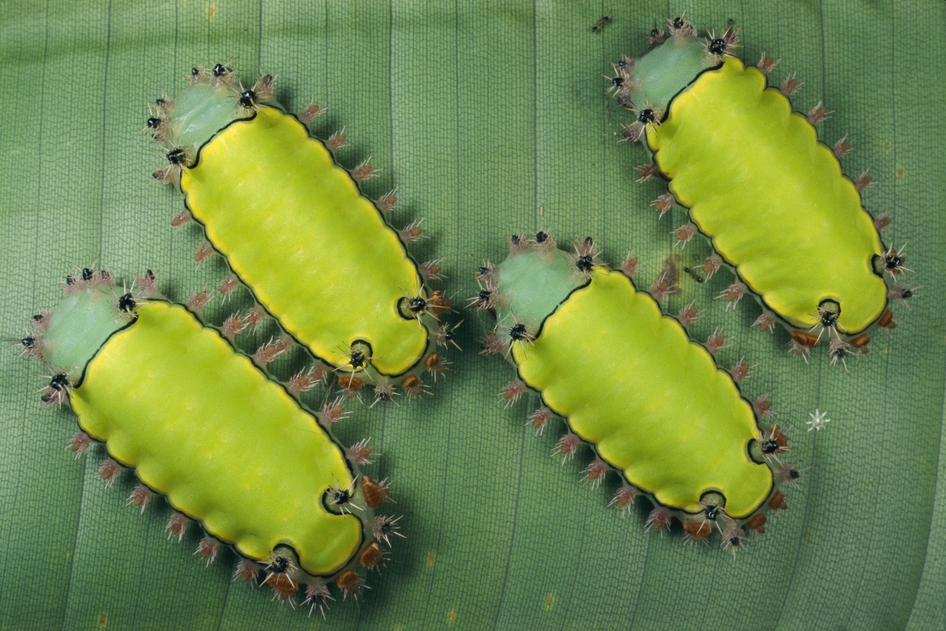 4 caterpillars
