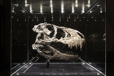 Tyrannosaurus rex skull